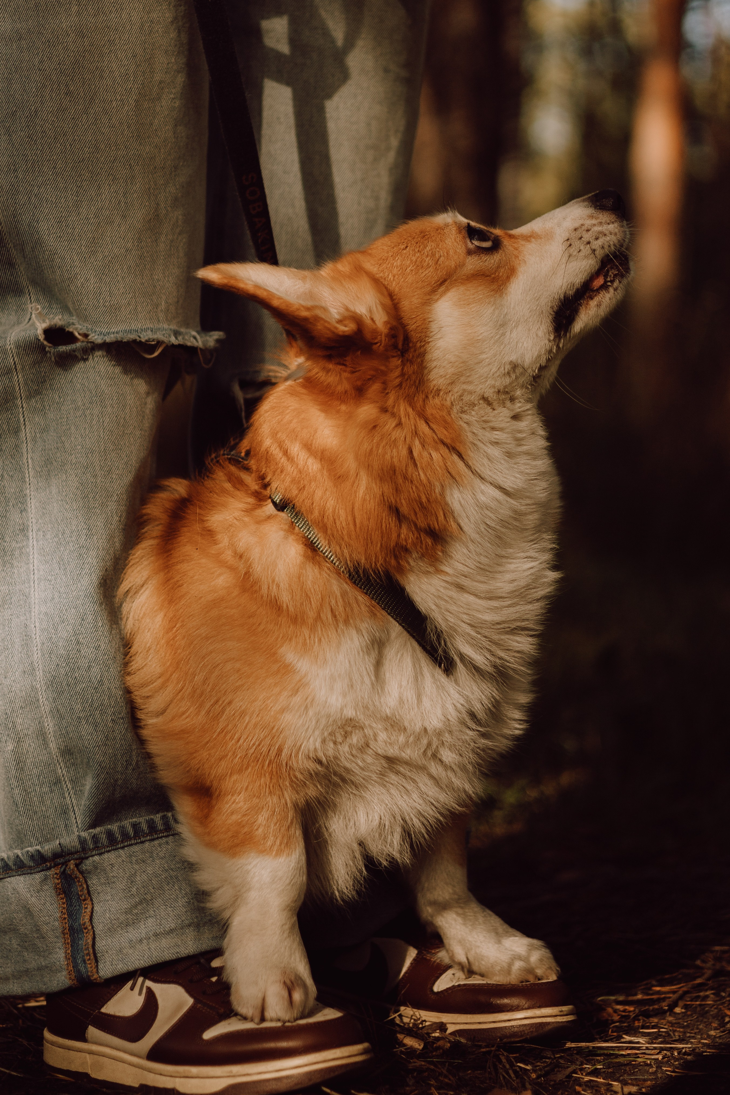 Йосик и его Мари. Фотограф — анималист •love-story•|Санкт-Петербург