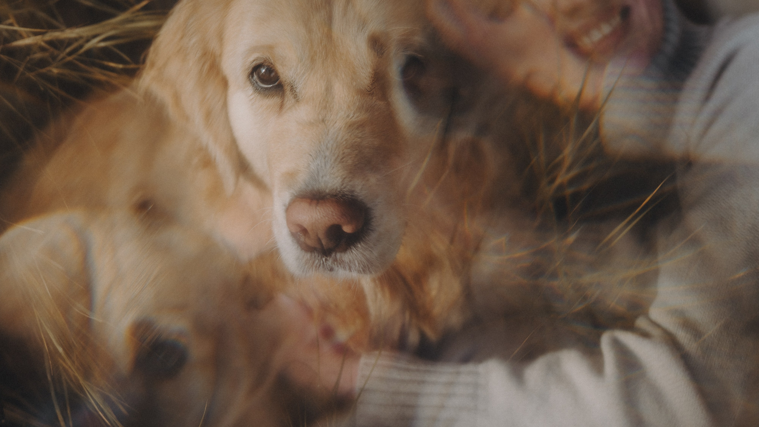 Анастасия и Айза. Фотограф анималист в Москве и Санкт-Петербурге Свиридова Анна