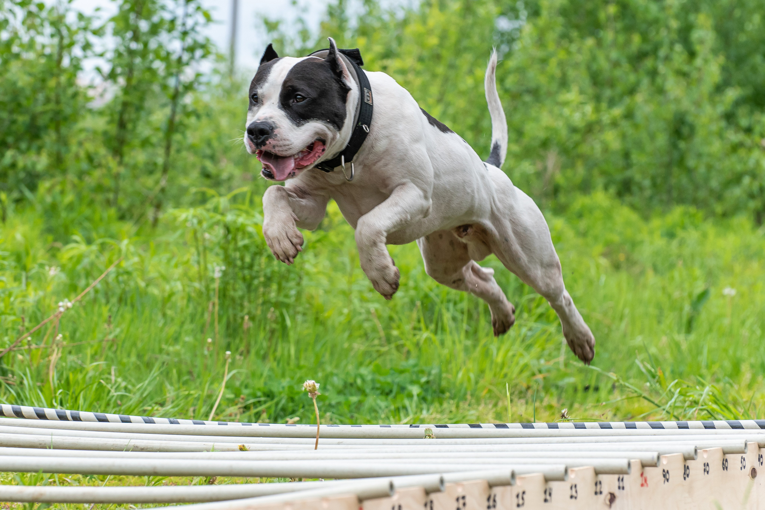 Спортивный фотограф анималист Пит-Стафф многоборье. Фотограф Макс Огурцов в Нижнем Новгороде