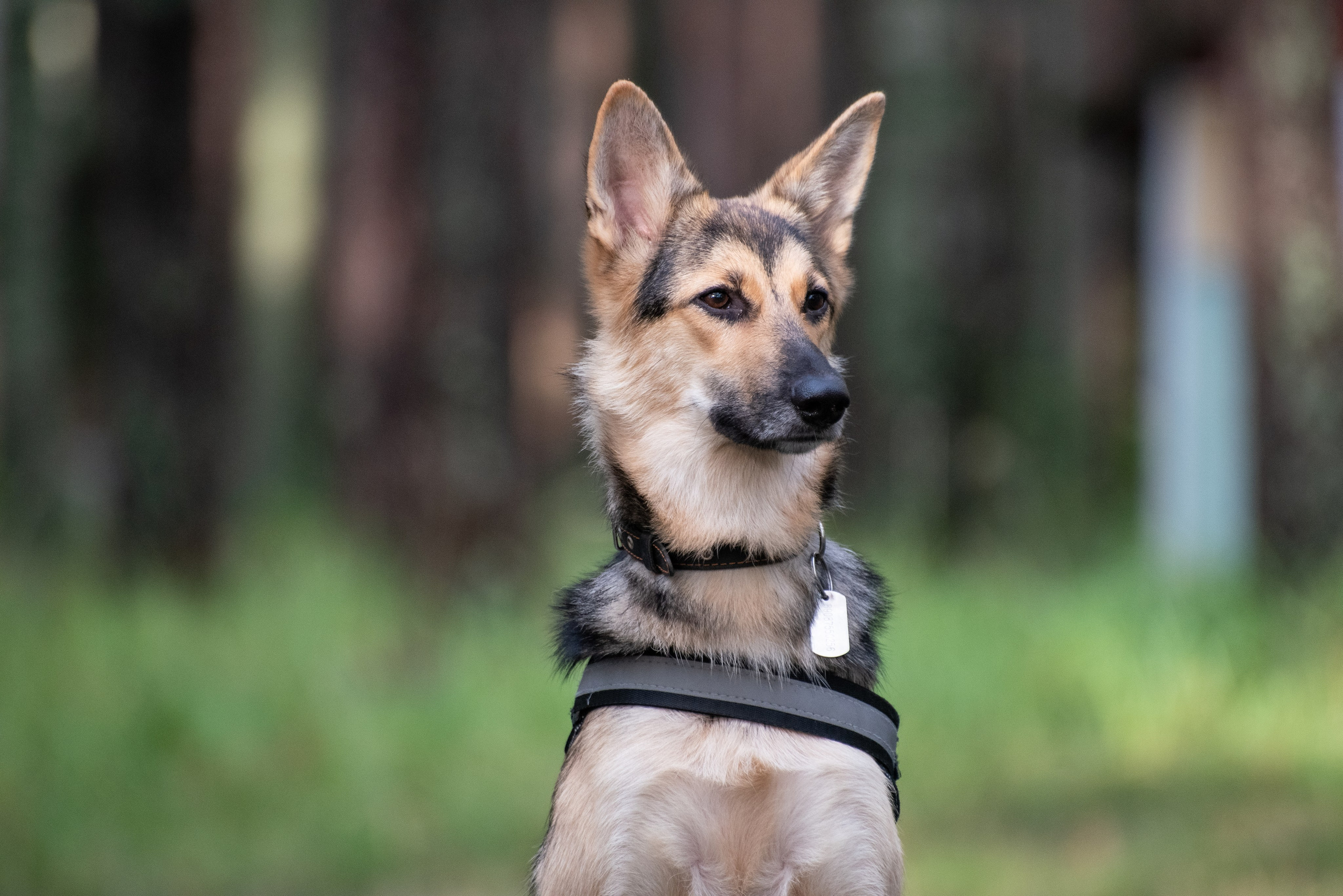 Всплеск эмоций 2023 Кинологический фестиваль. Фотограф Макс Огурцов в Нижнем Новгороде