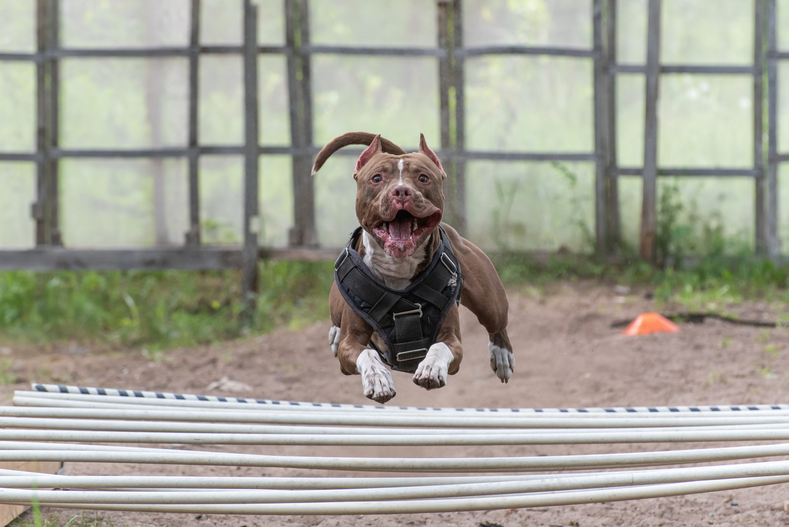 Спортивный фотограф анималист Пит-Стафф многоборье. Фотограф Макс Огурцов в Нижнем Новгороде
