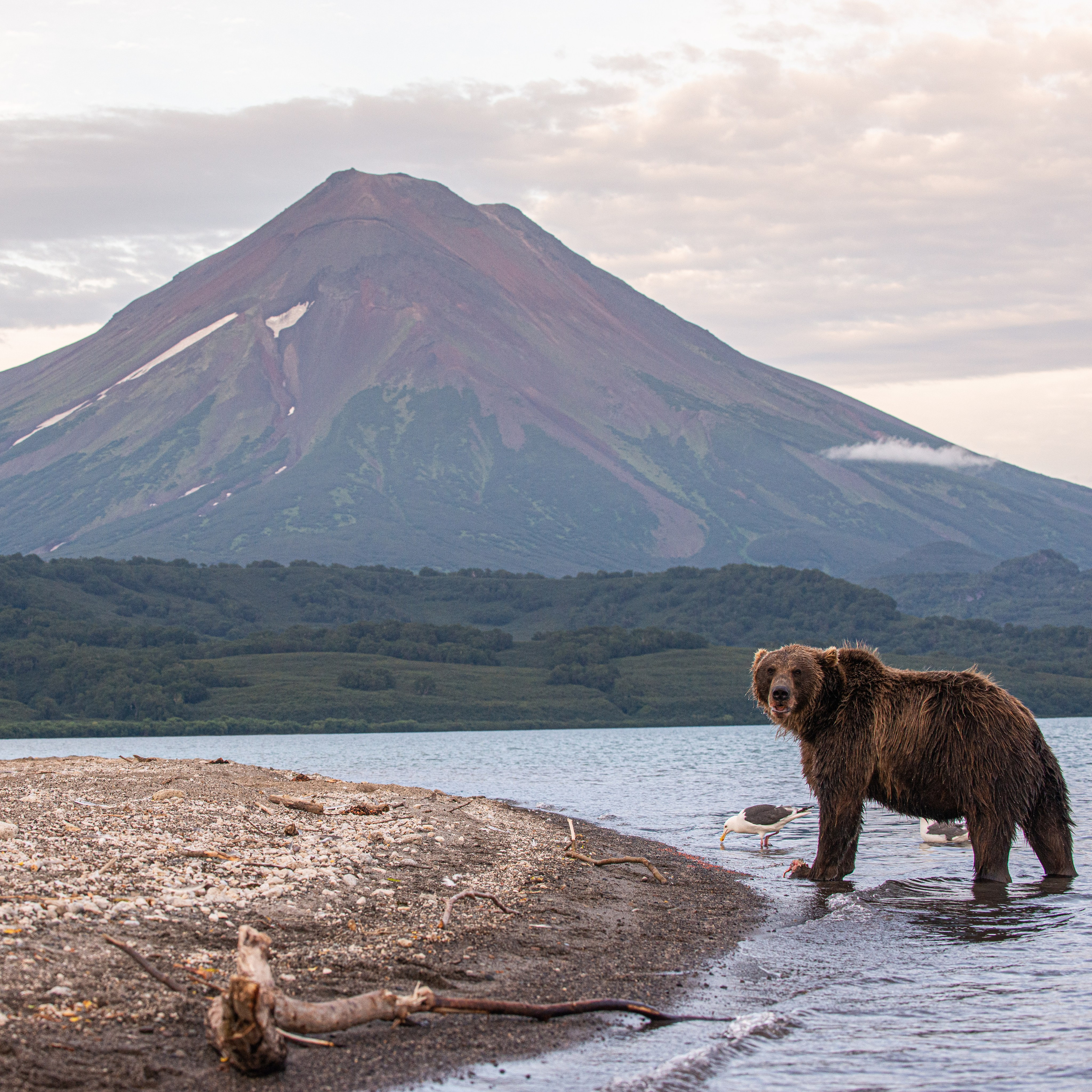 Камчатка — земля медведей. Игорь Иванко — Репортажный и событийный фотограф. Москва