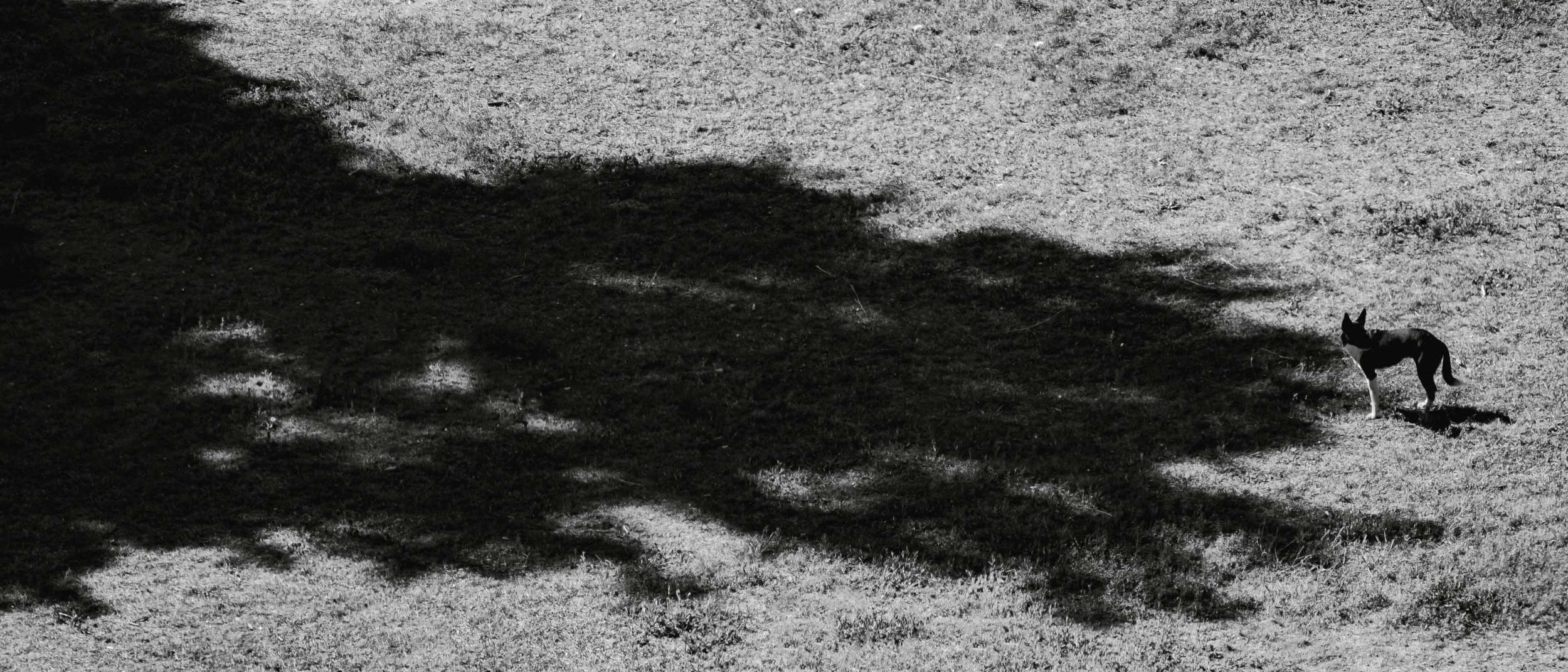 Saint Petersburg. The Andris