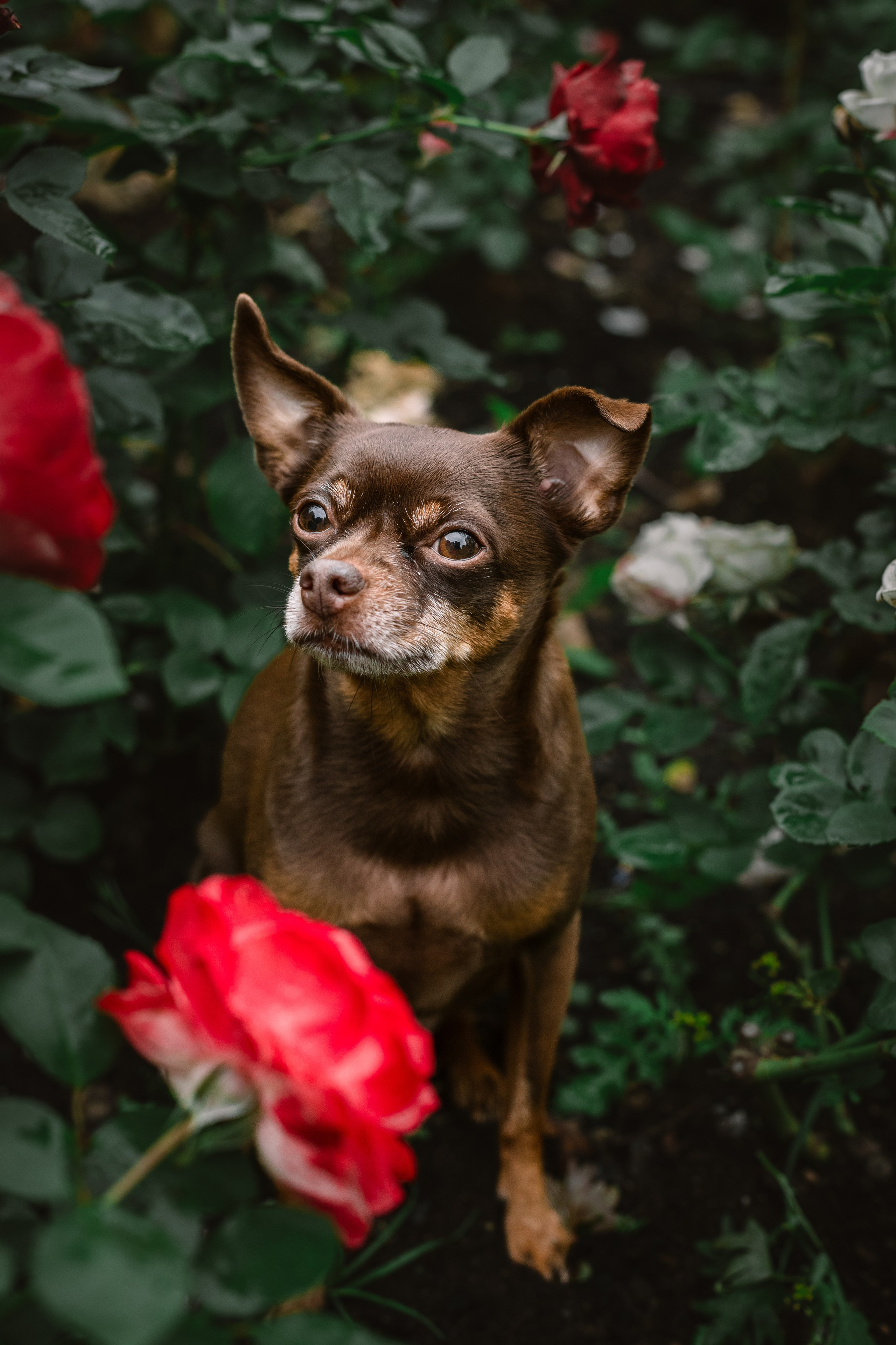 Юля и Леонид. Фотограф-анималист Татьяна Степанова