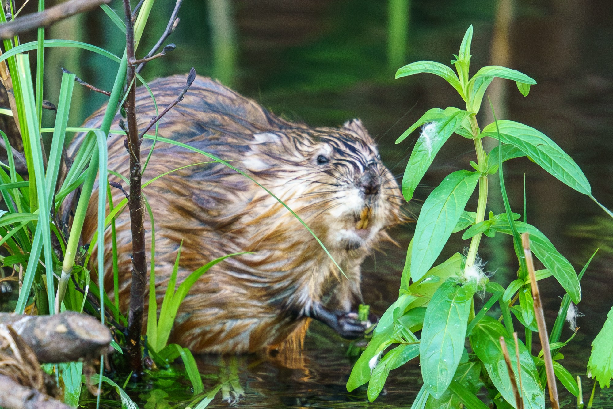 Животные. Ваш личный фотограф Марина Волкова
