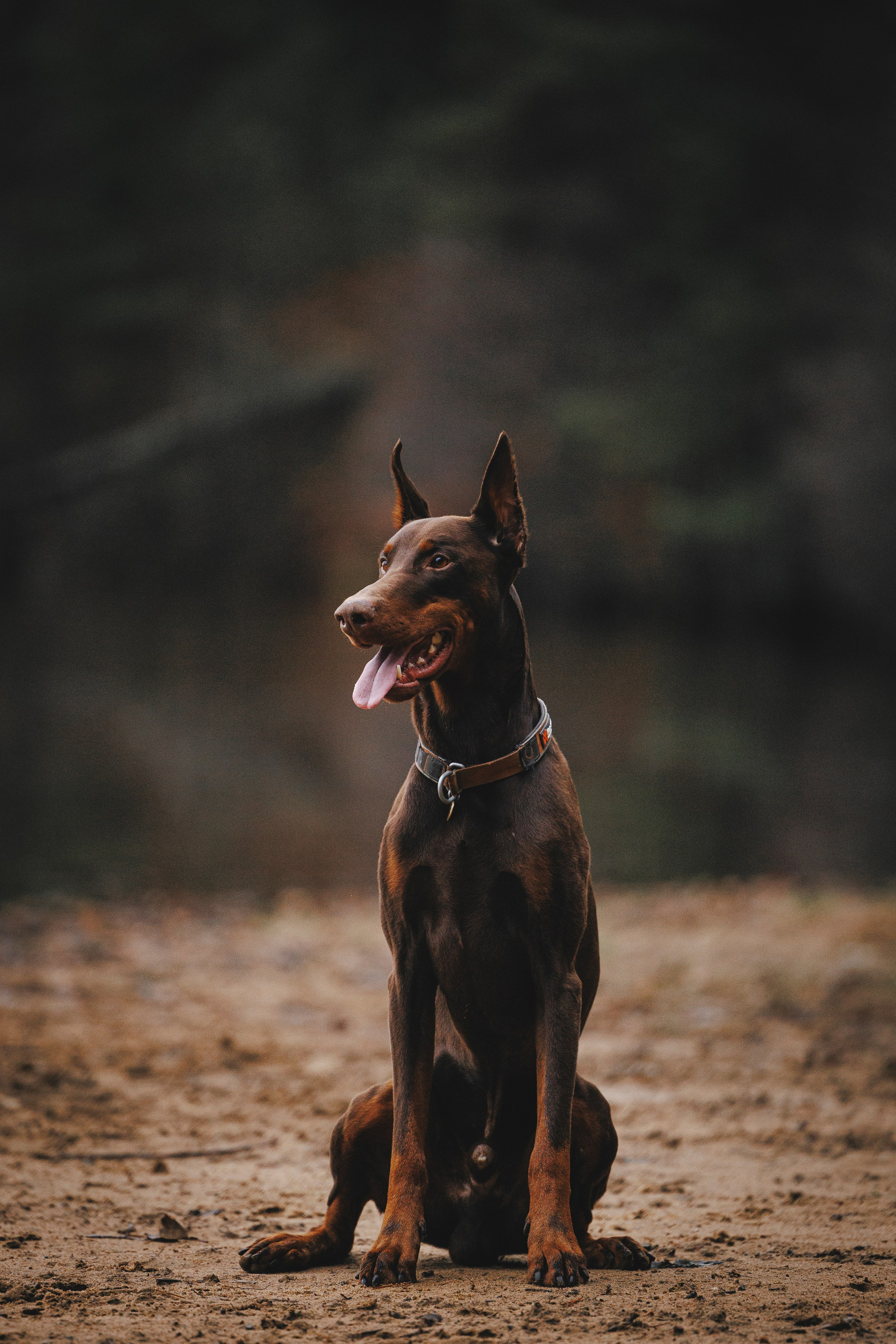 Омен, Айс и Рицу. Фотограф-анималист Анна Маринич