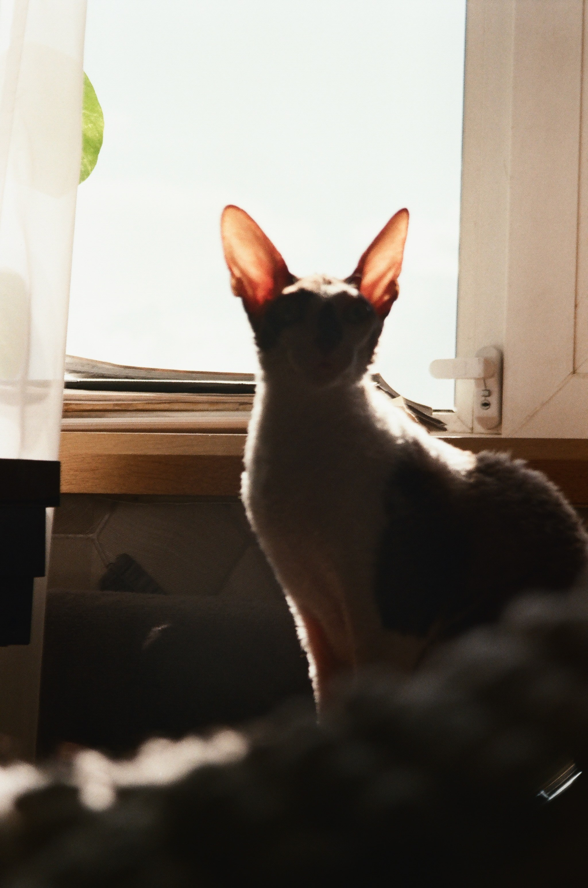 Film. Ruslan UI Dev Page