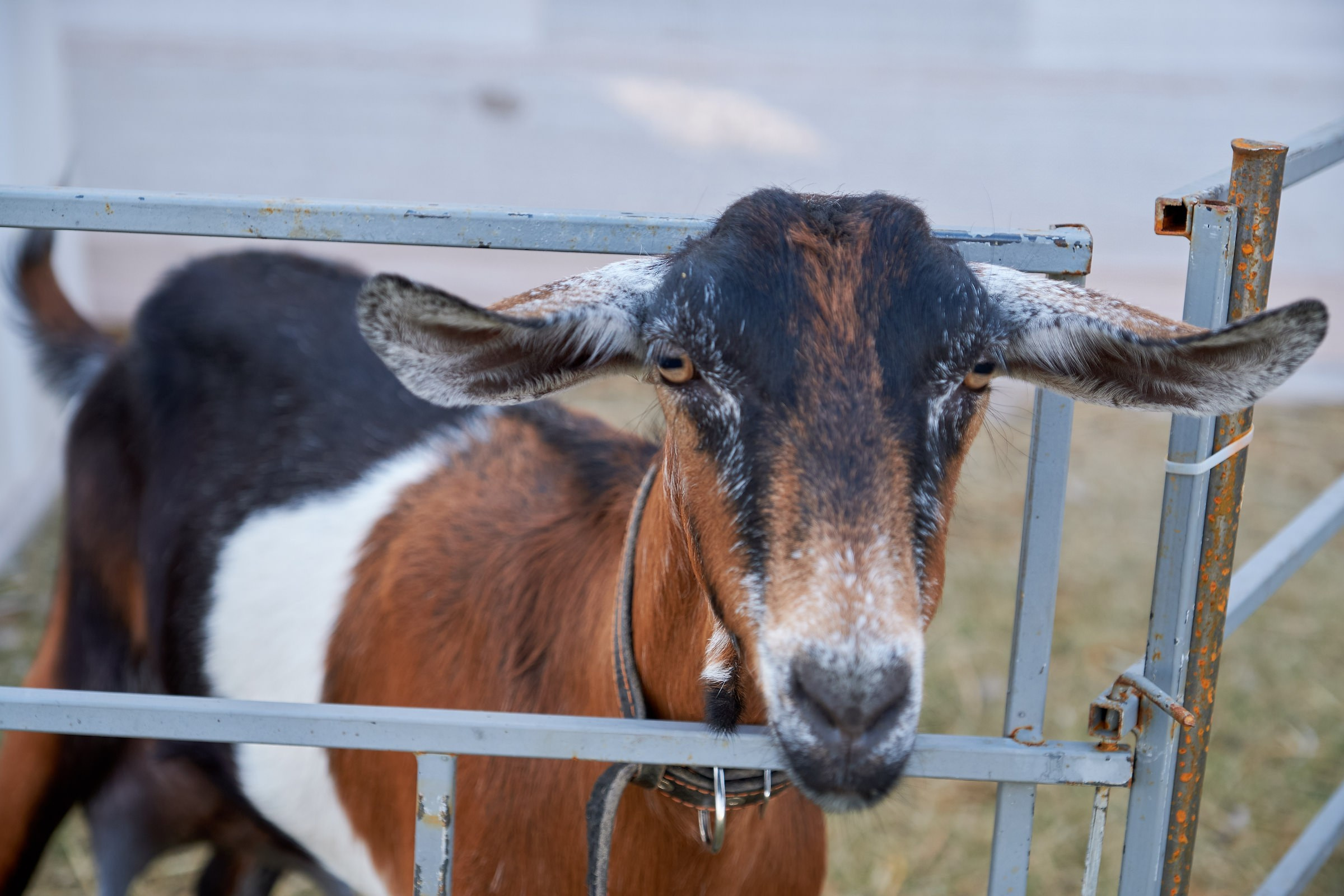 Фотосъёмка события на ферме Основание | Репортаж. Фотограф на мероприятие, свадьбу в Тольятти, Самара | Демотченко Андрей