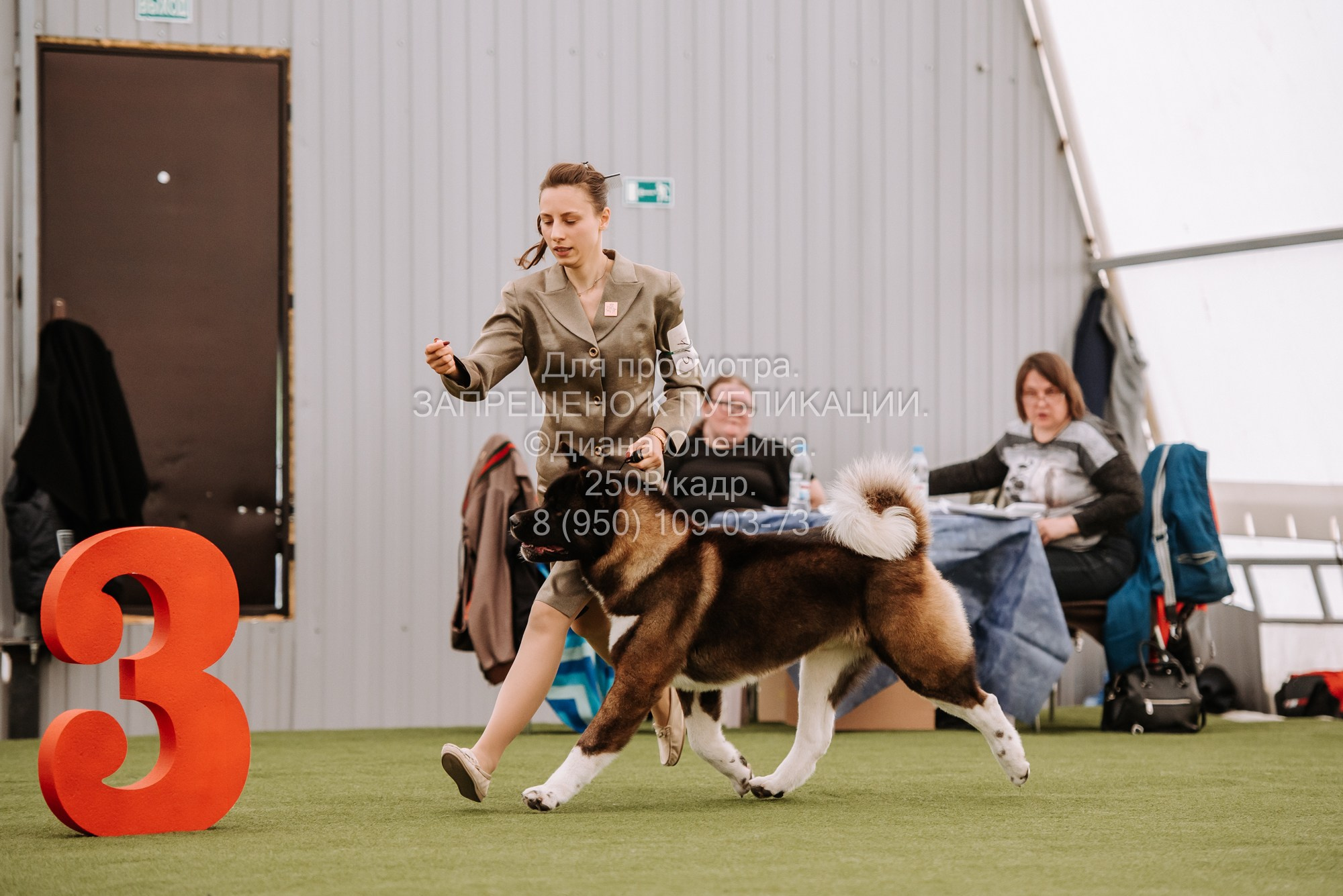 Выставка собак Красноярск 2.06. Фотограф Диана Оленина Красноярск / Братск