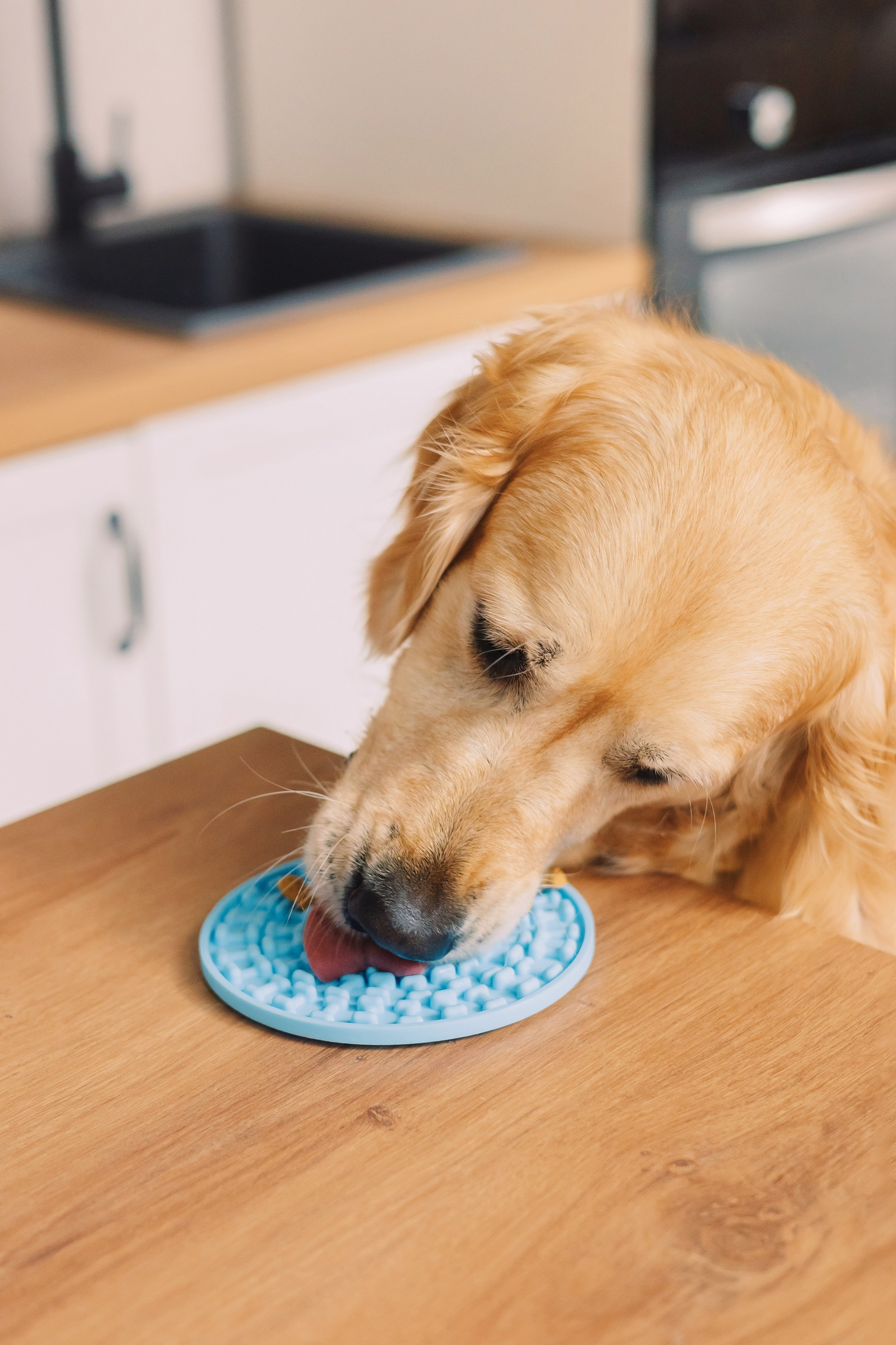 Магазин Friend of mine. Фотограф-анималист Елена Радченко, Москва