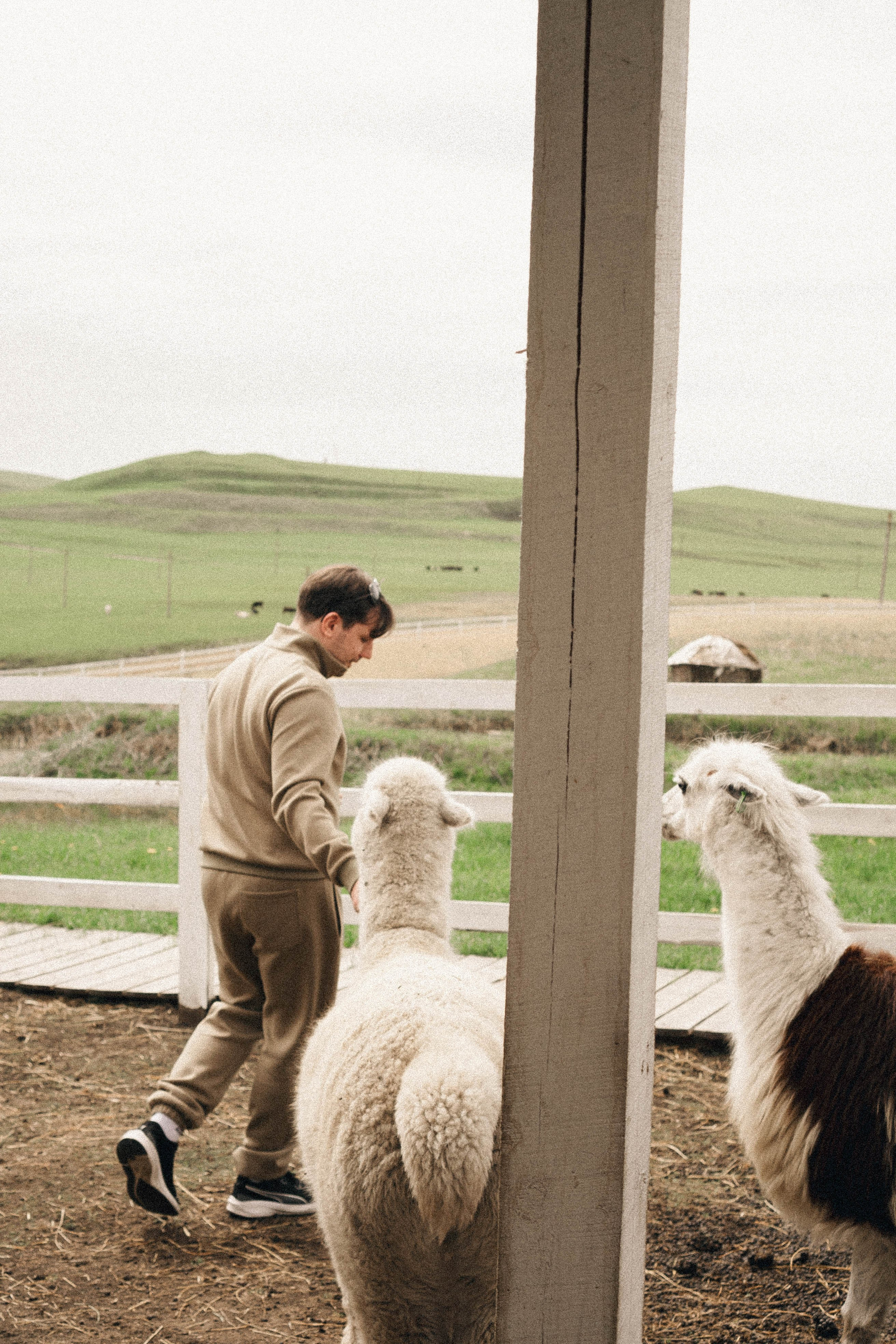 Ферма Альпак. Профессиональный фотограф, Санкт-Петербург — Виктория Богомолова