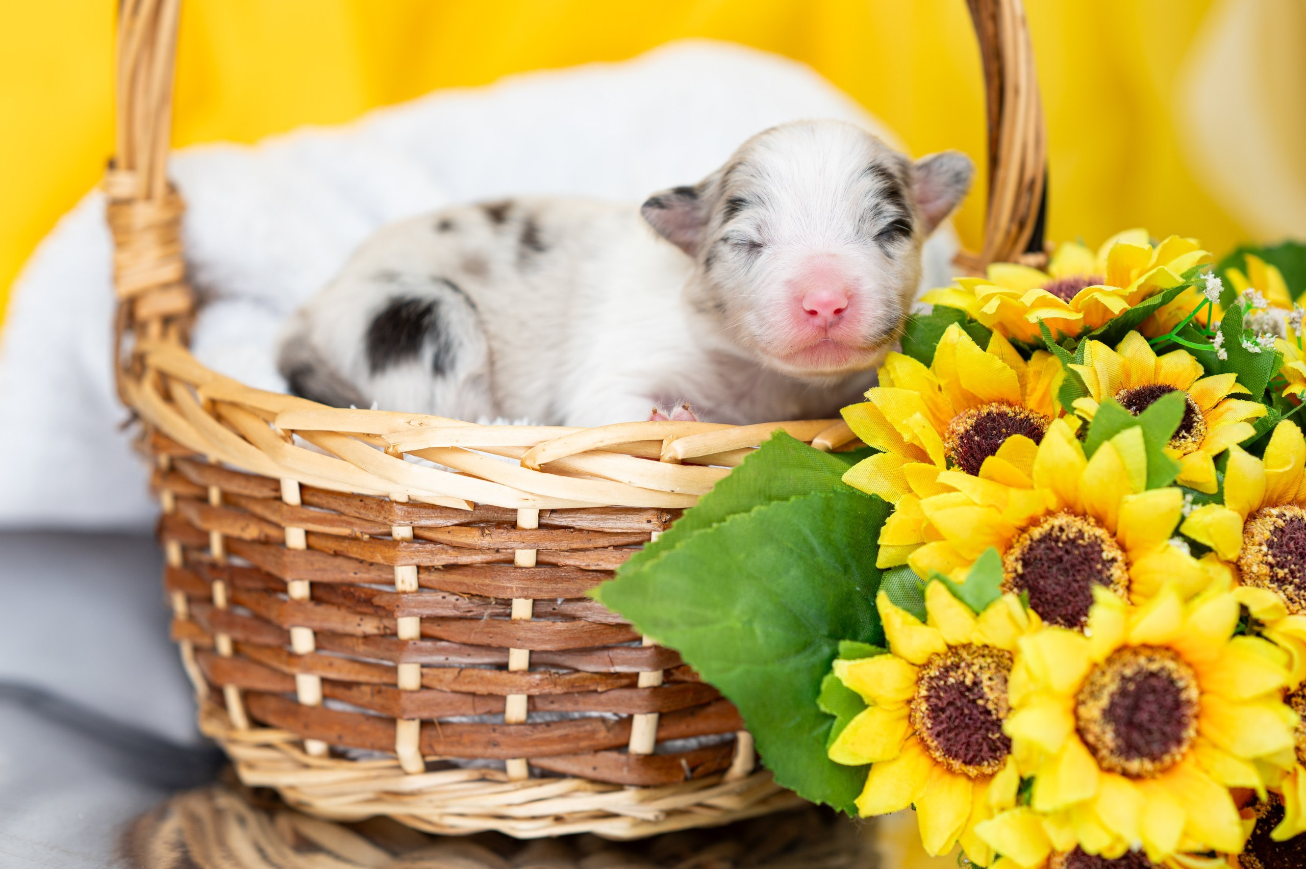 Заводчик Влада Эльман. Творческий фотограф Вологда