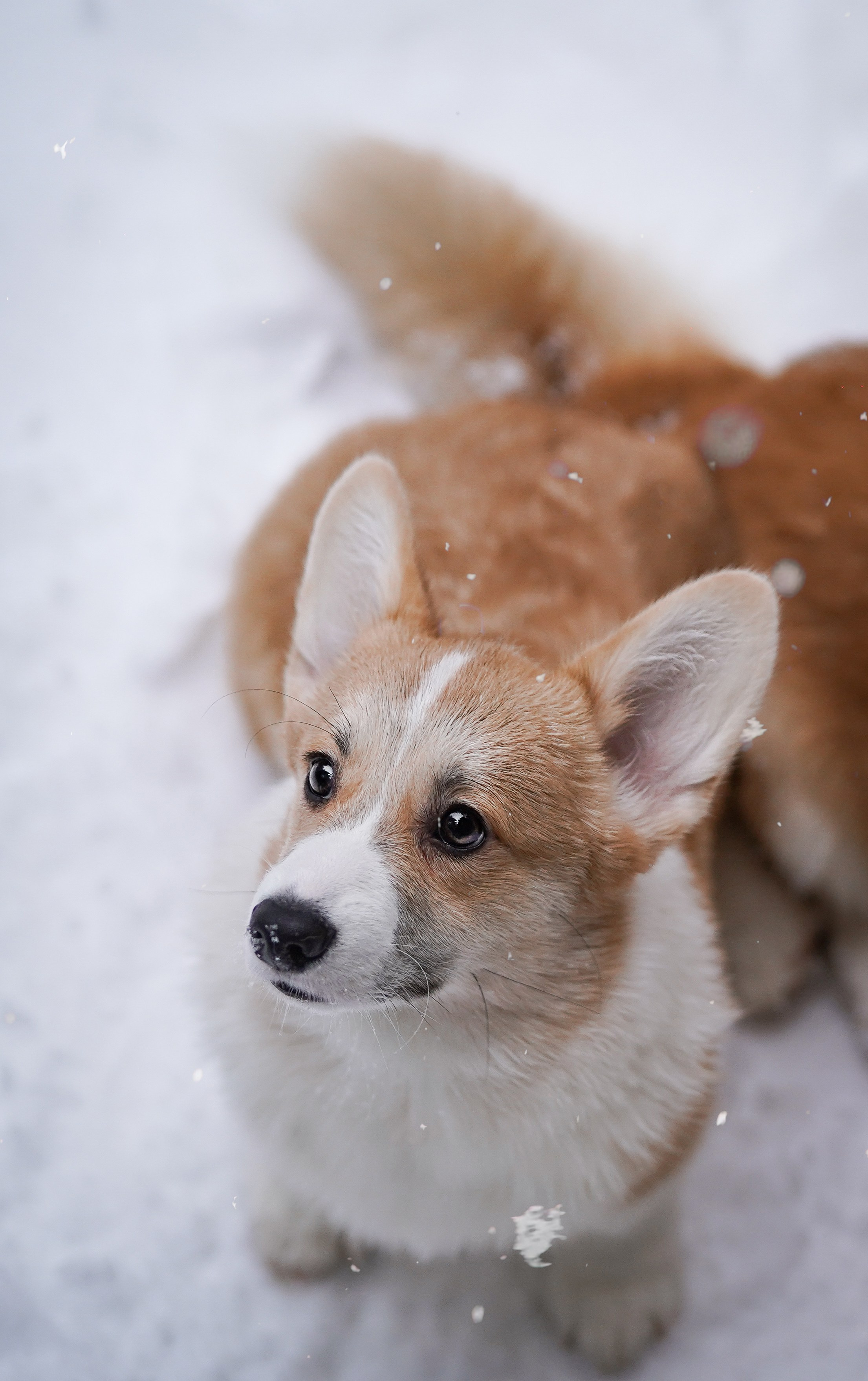 Катя Рокки и Честер. Фотограф-анималист в Санкт-Петербурге Яна Мартынова