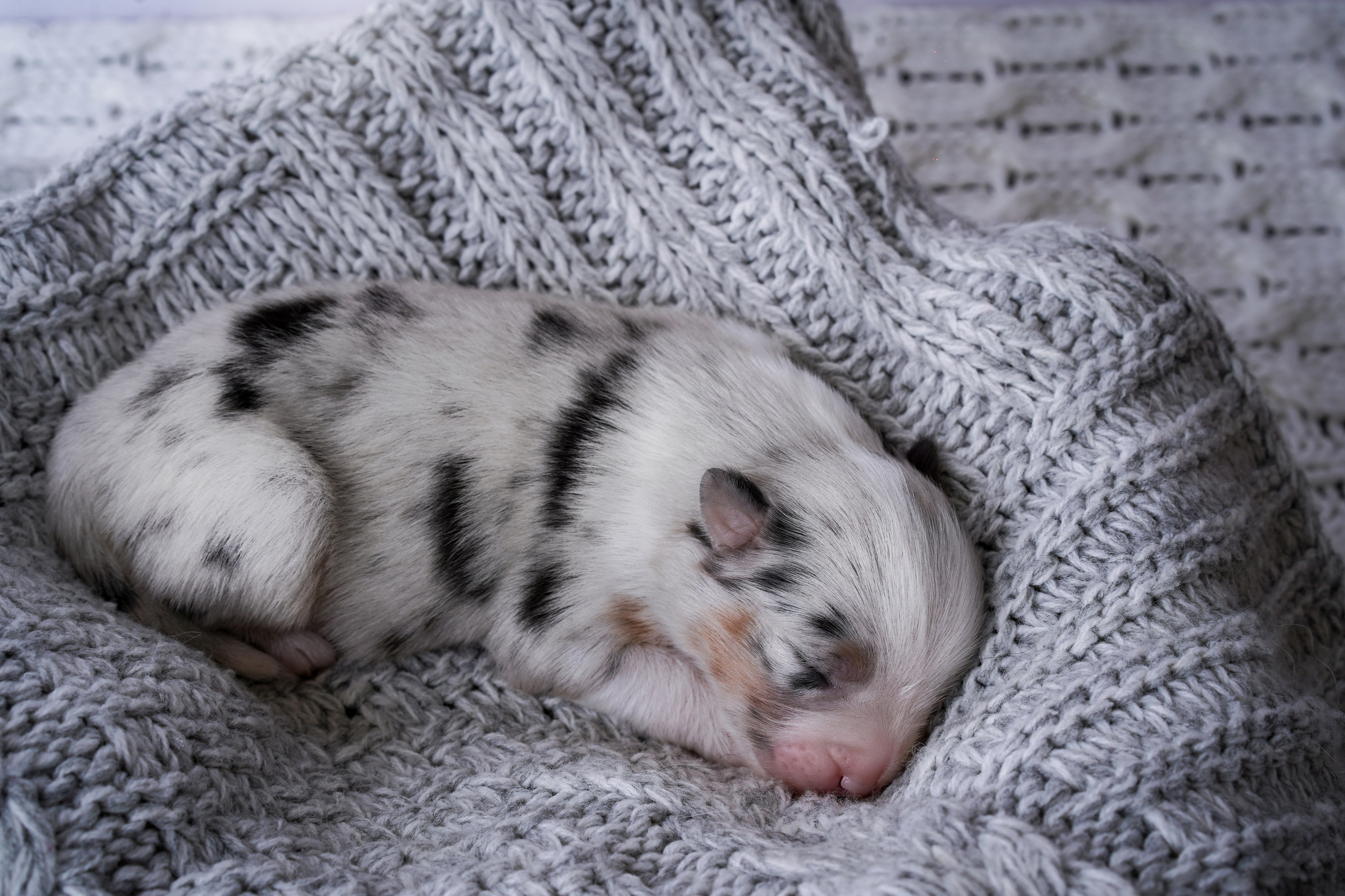 Щенки австралийской овчарки. Фотограф-анималист в Санкт-Петербурге Яна Мартынова