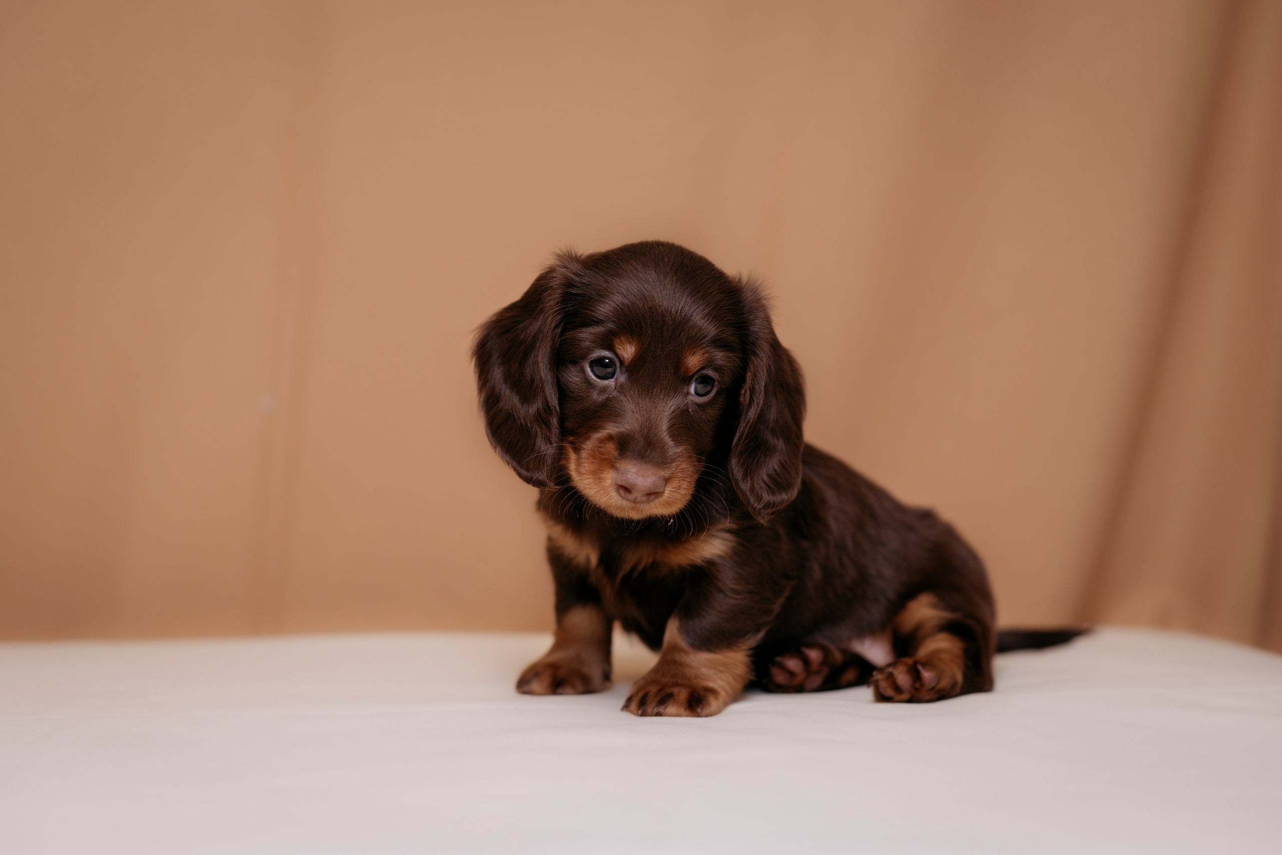 Собаки. FASHION ФОТОГРАФ КАЗАНЬ