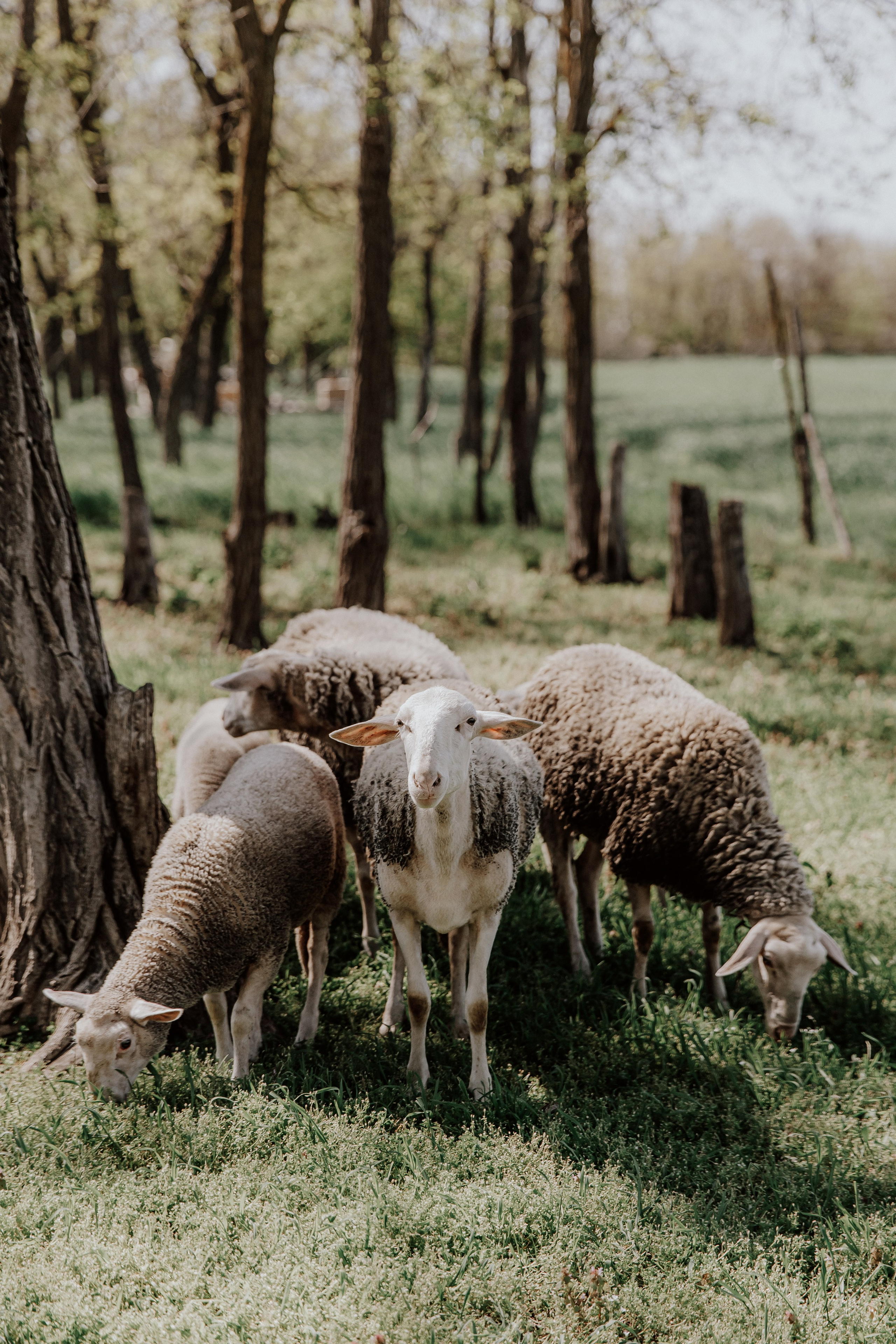 Катя. Свадебный фотограф и видеограф Когай Дмитрий и Юлия