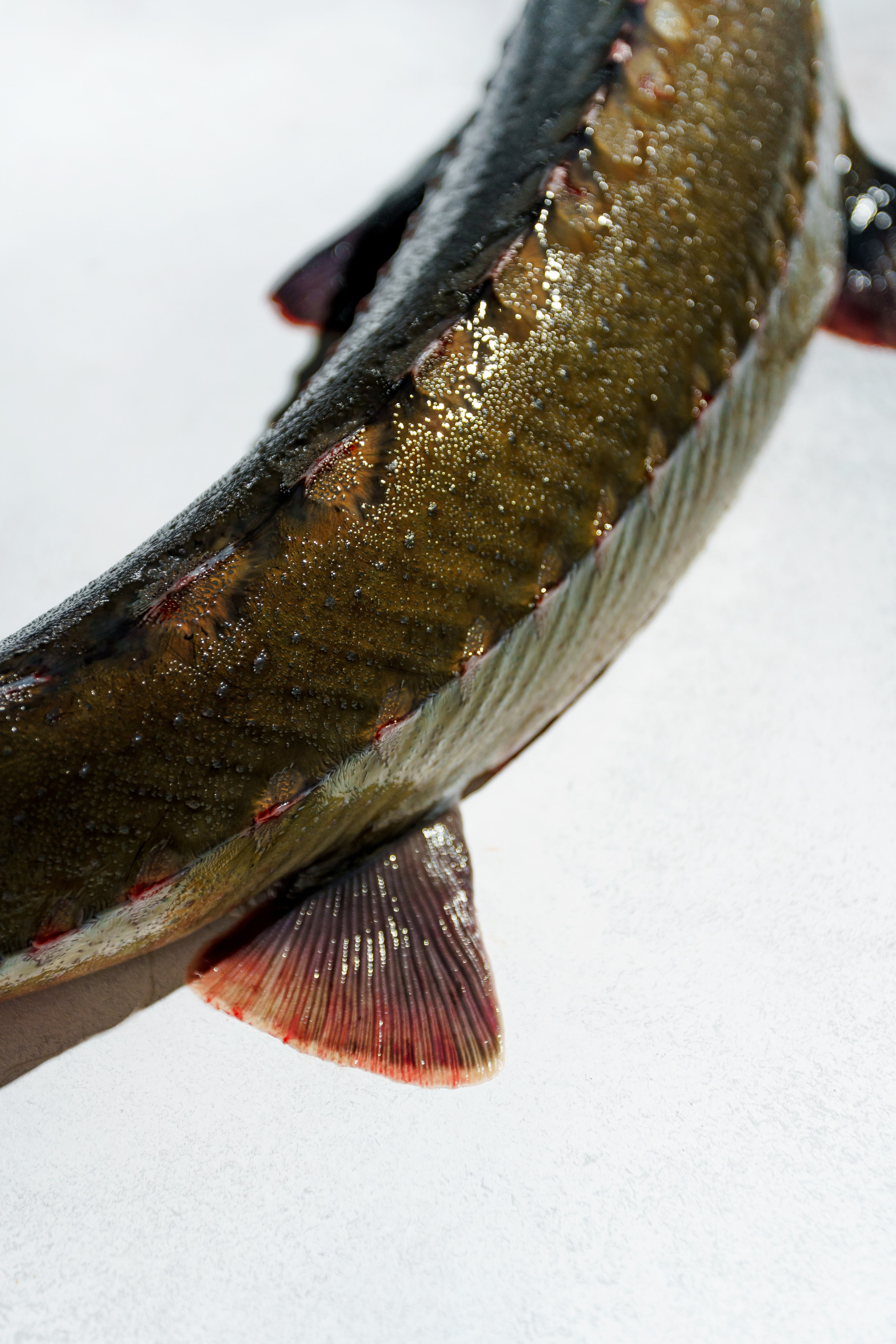 Ресторан «Murmansk». Контент фотограф в Москве Александр Хитько