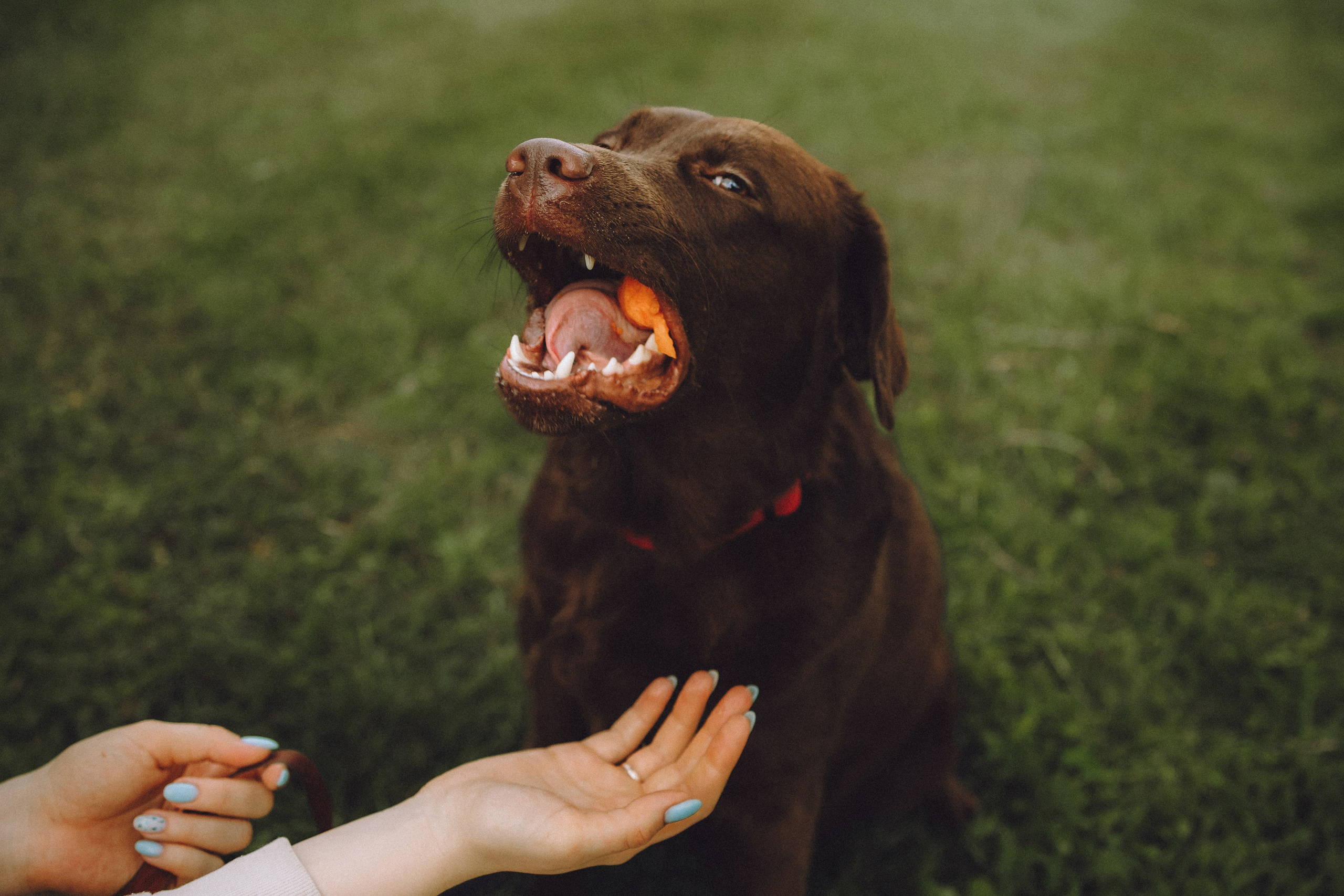 Катя, Ваня и Джеси