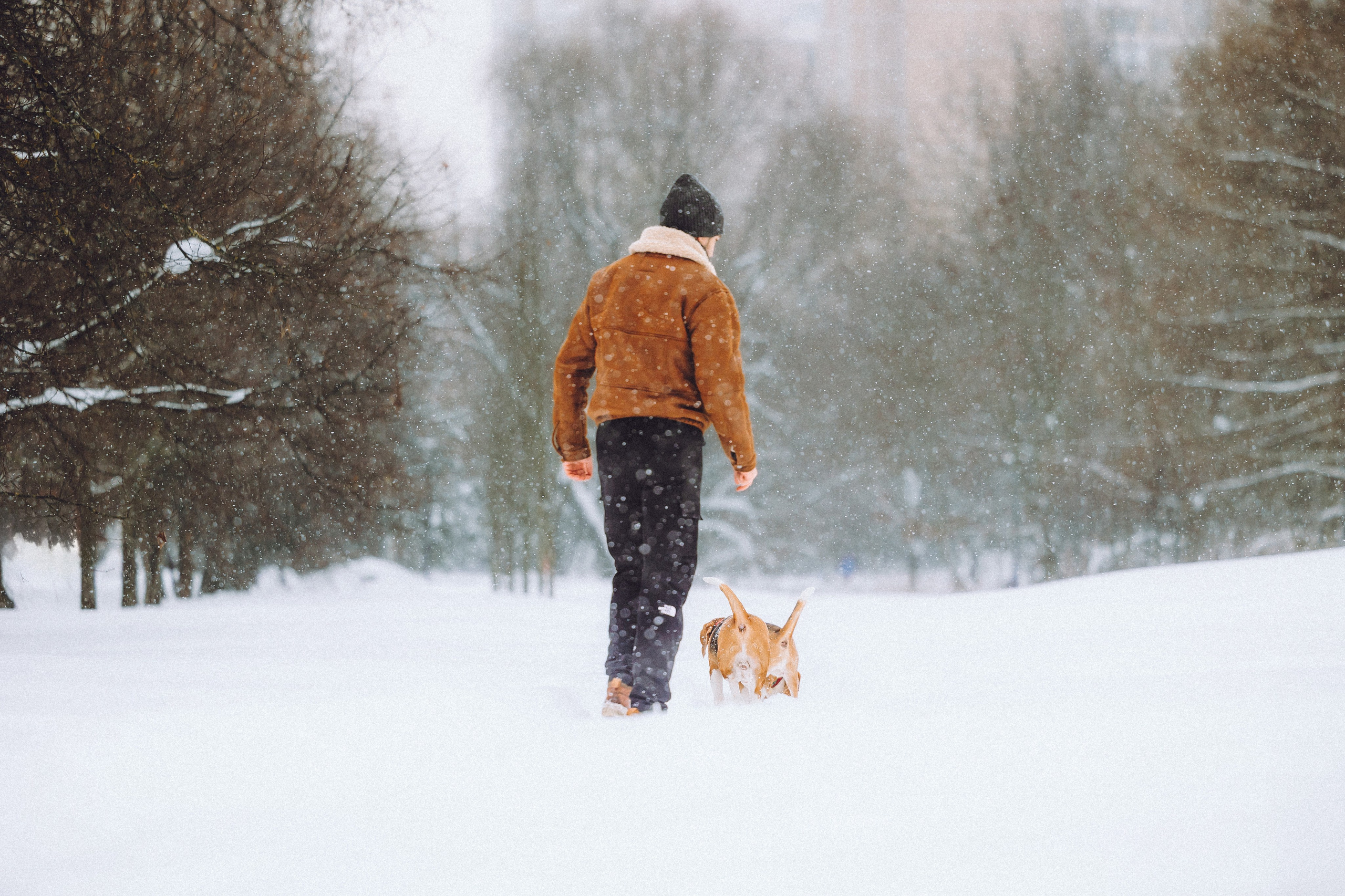 Роман, Портер и Коррес