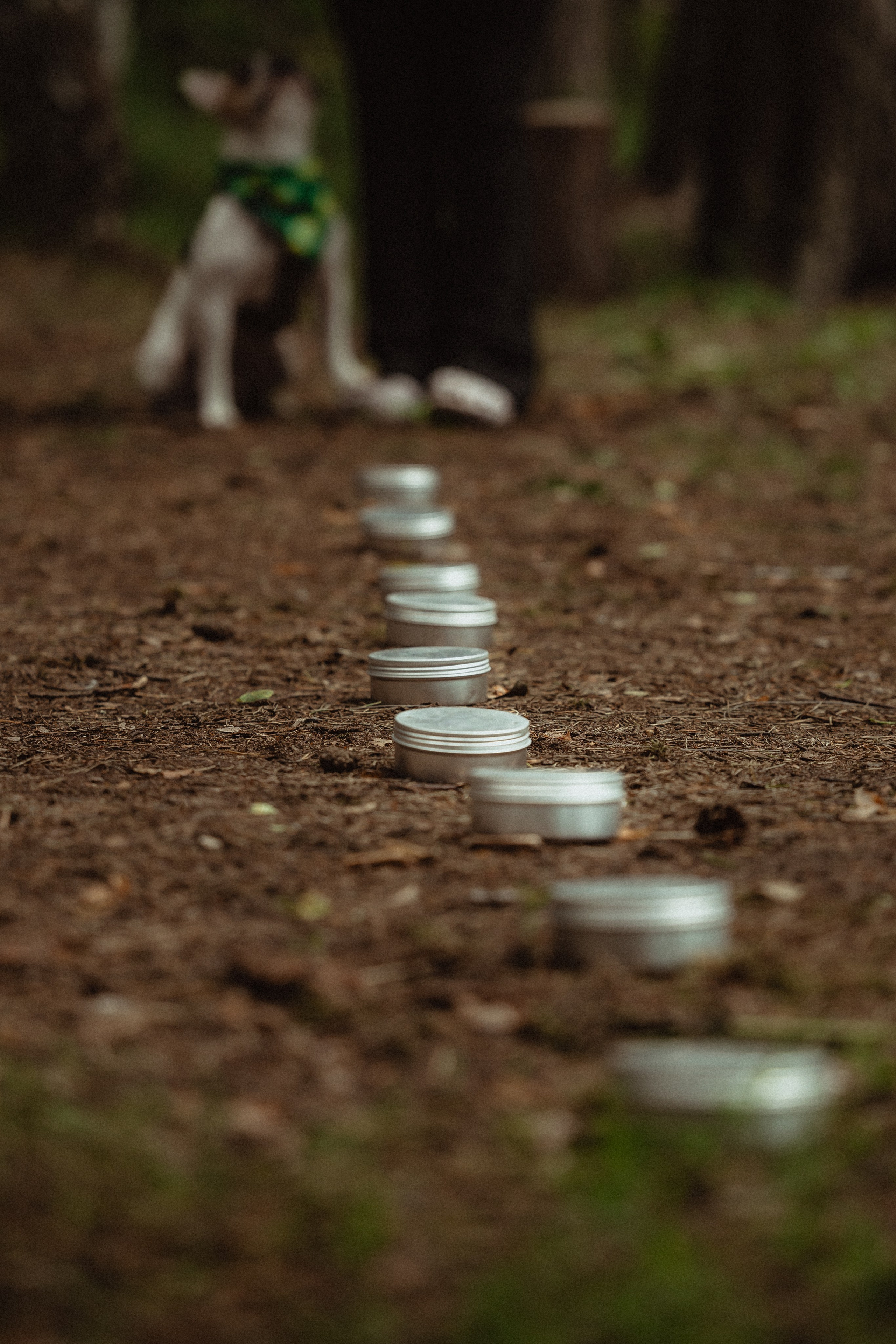 Выездной дог-тренинг от школы «Шерсть имею»