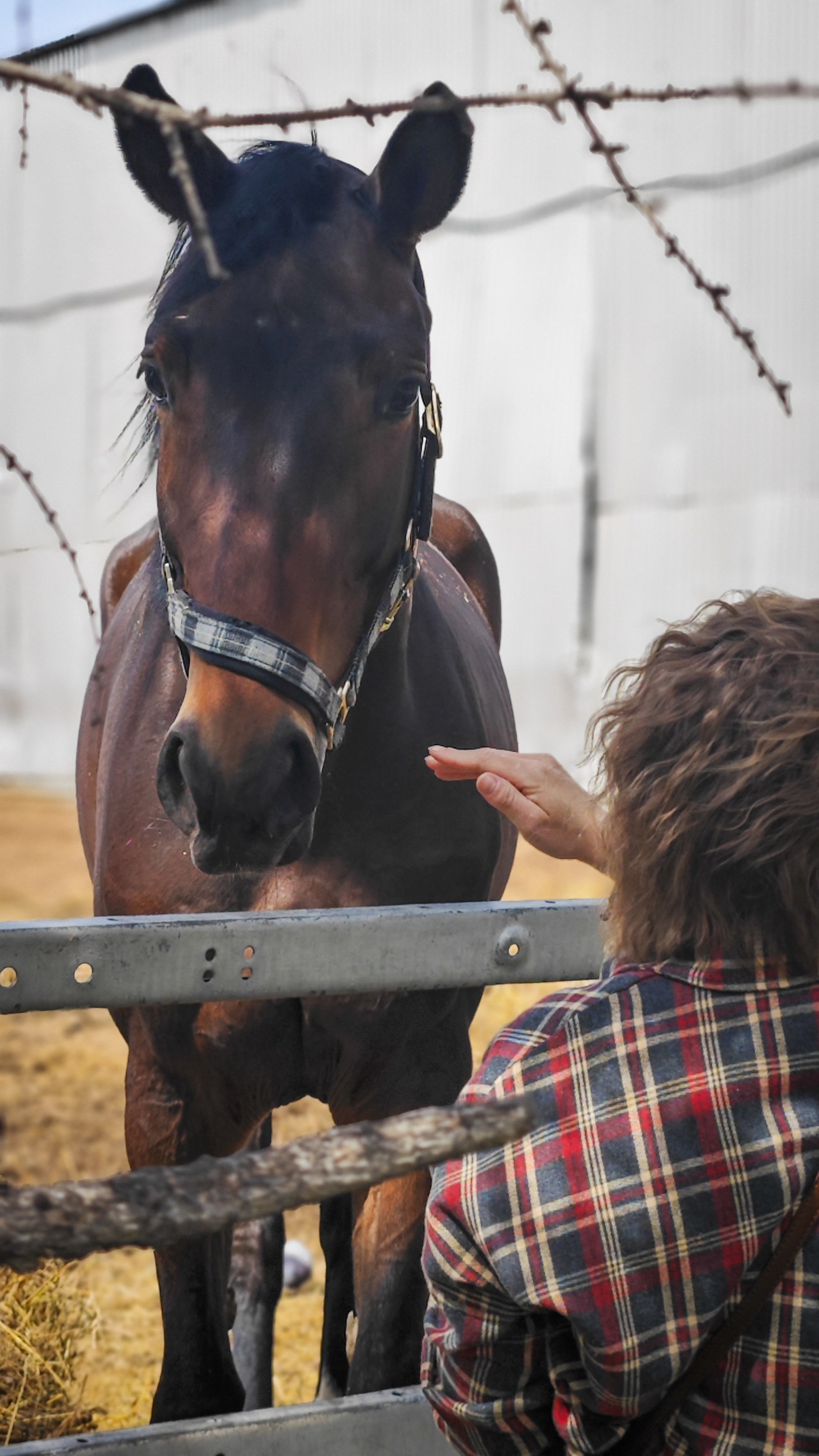 Красноярский ипподром. Открытие сезона 2025. Игорь Урывский. Фотограф Красноярск