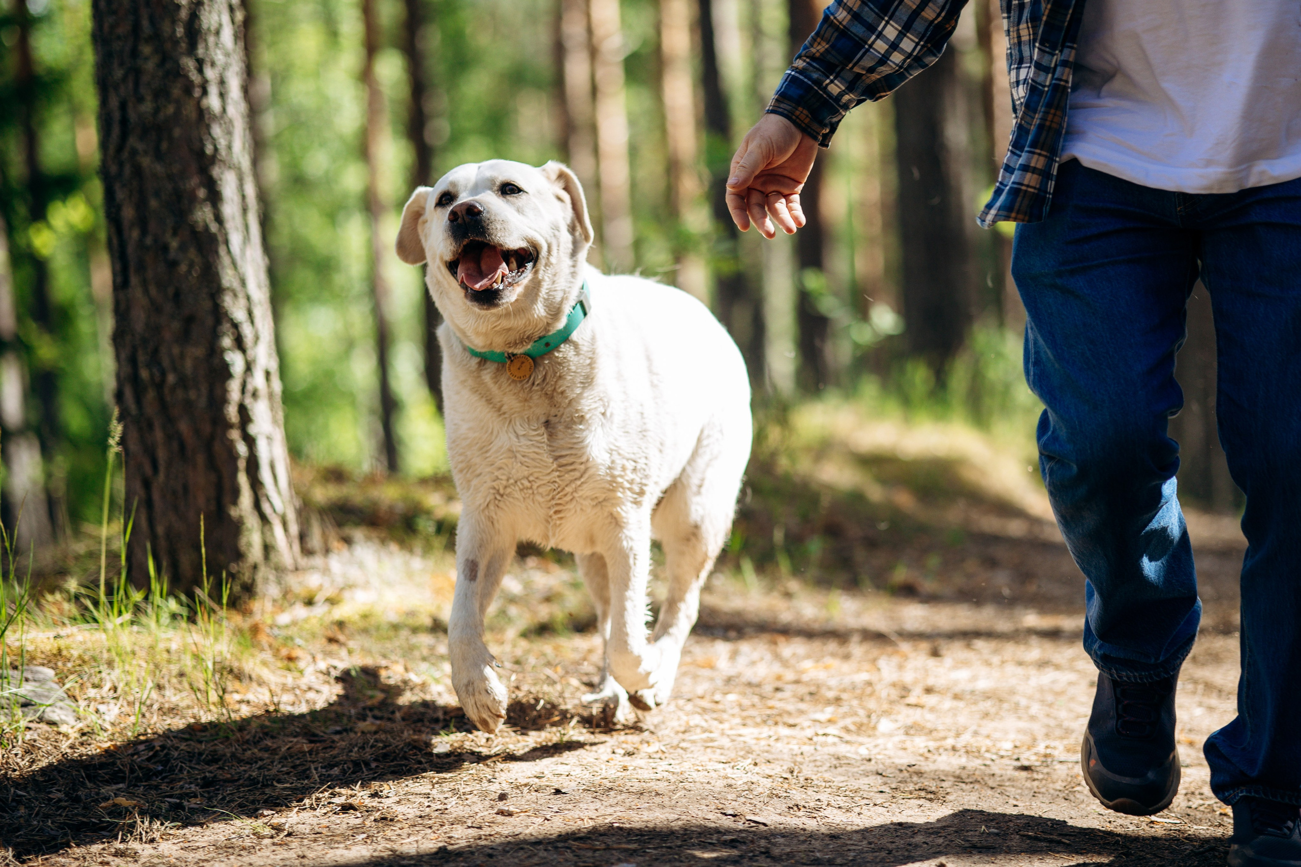 Котофеи и их семья. Фотограф — Анималист | Санкт-Петербург