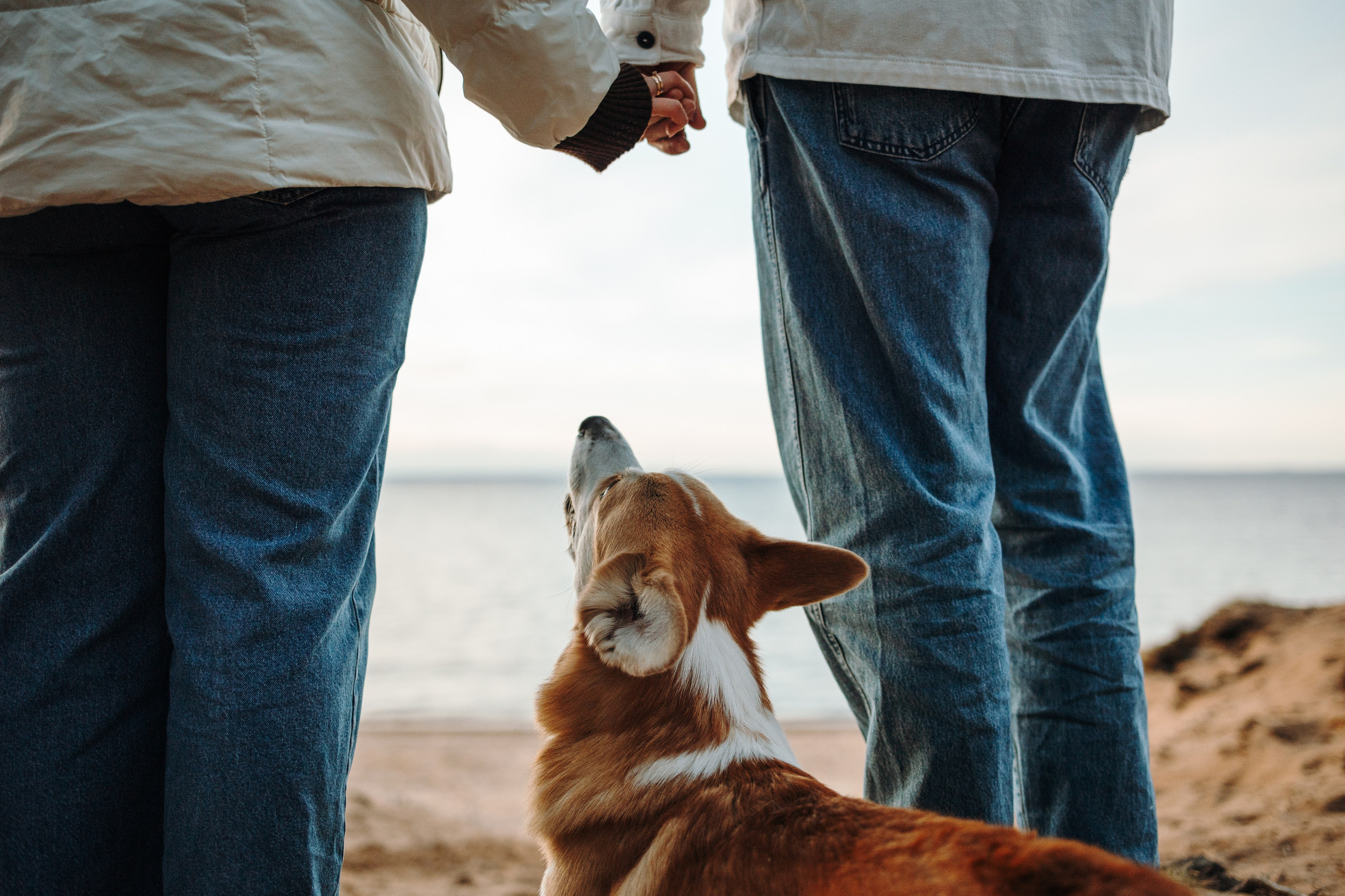 Найт и его семья. Фотограф — Анималист | Санкт-Петербург