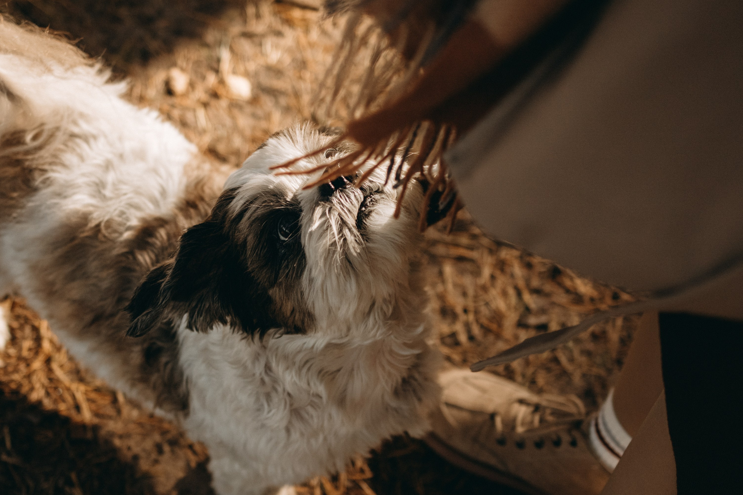 Настя и Франт. Фотограф — Анималист | Санкт-Петербург