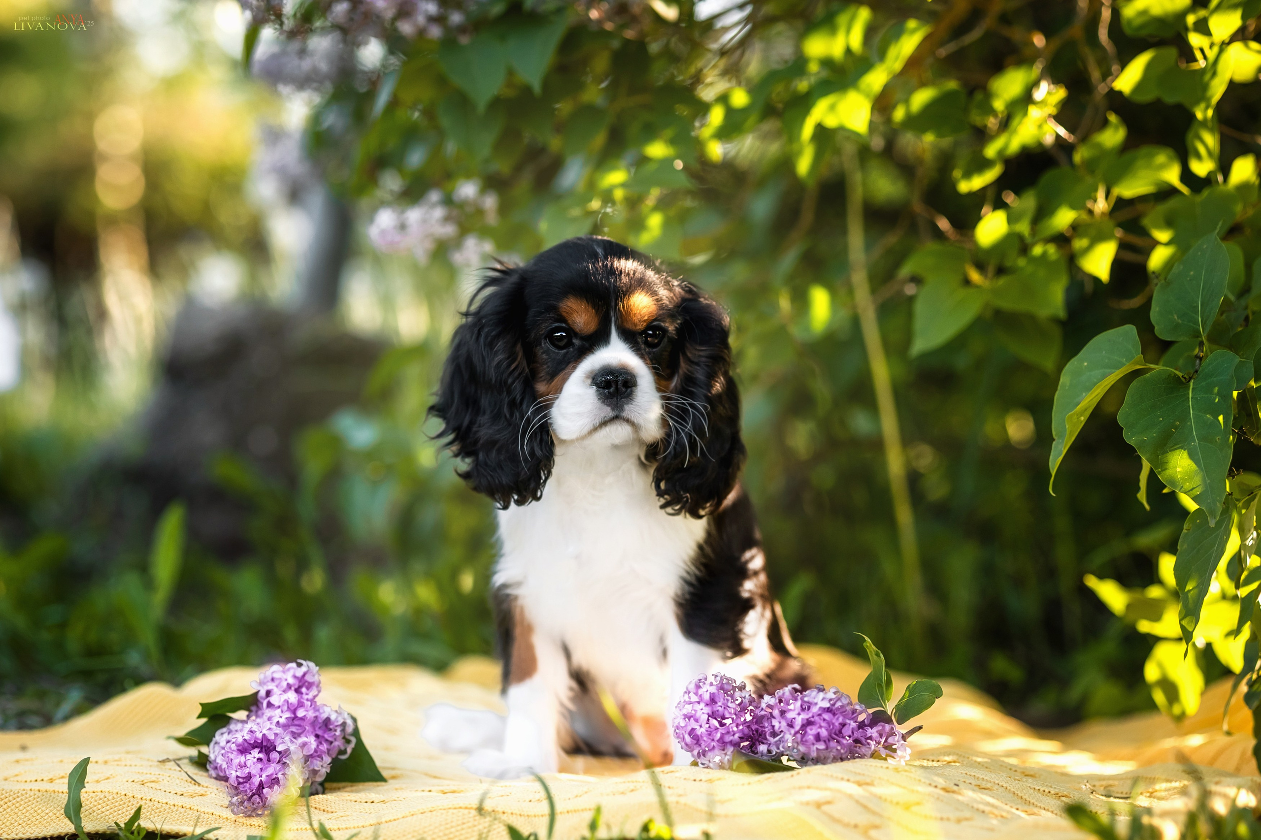 Кавалерчик. Фотограф анималист Аня Ливанова | Рыбинск