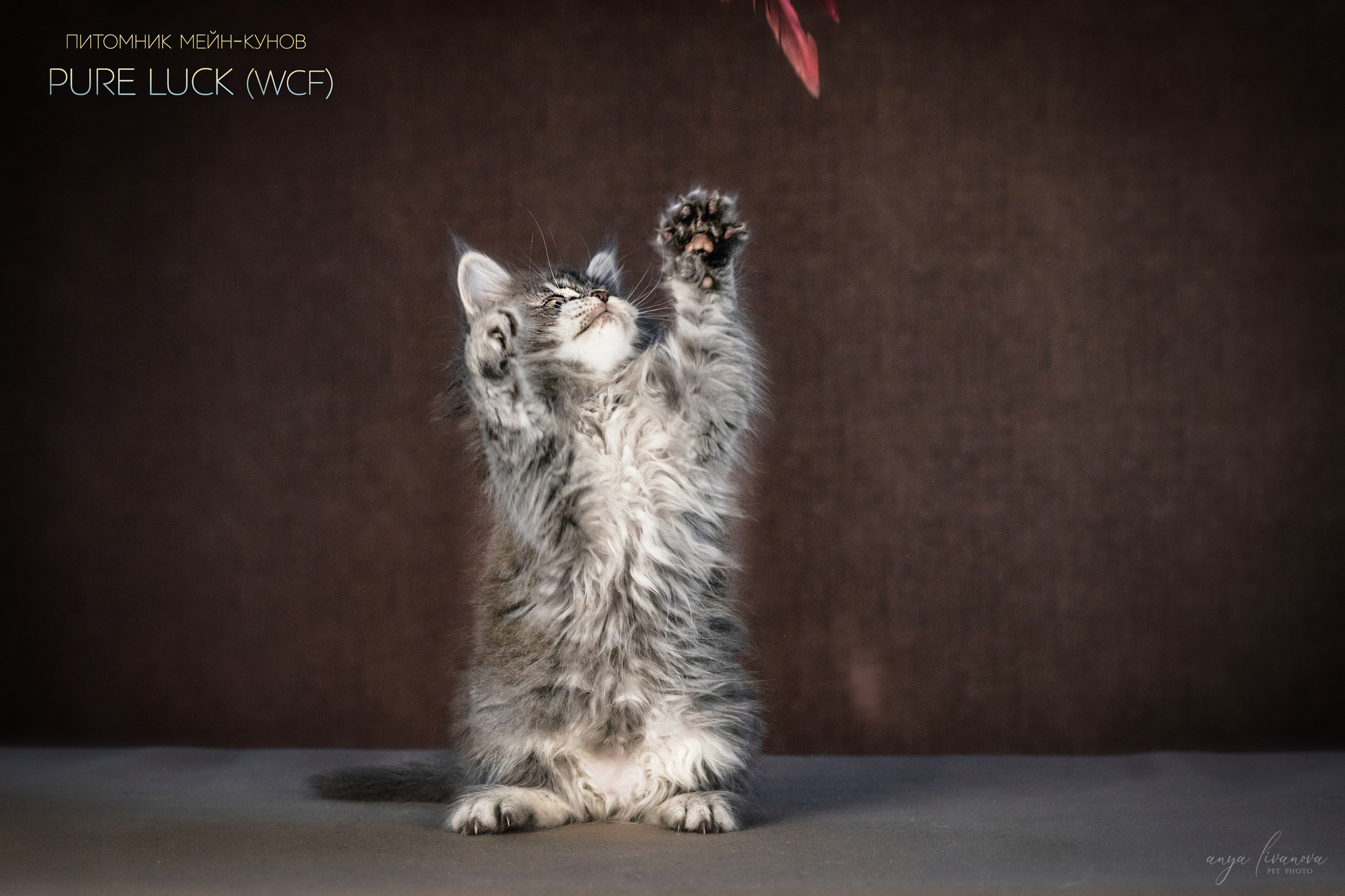 Мейнкуны. Фотограф анималист Аня Ливанова | Рыбинск