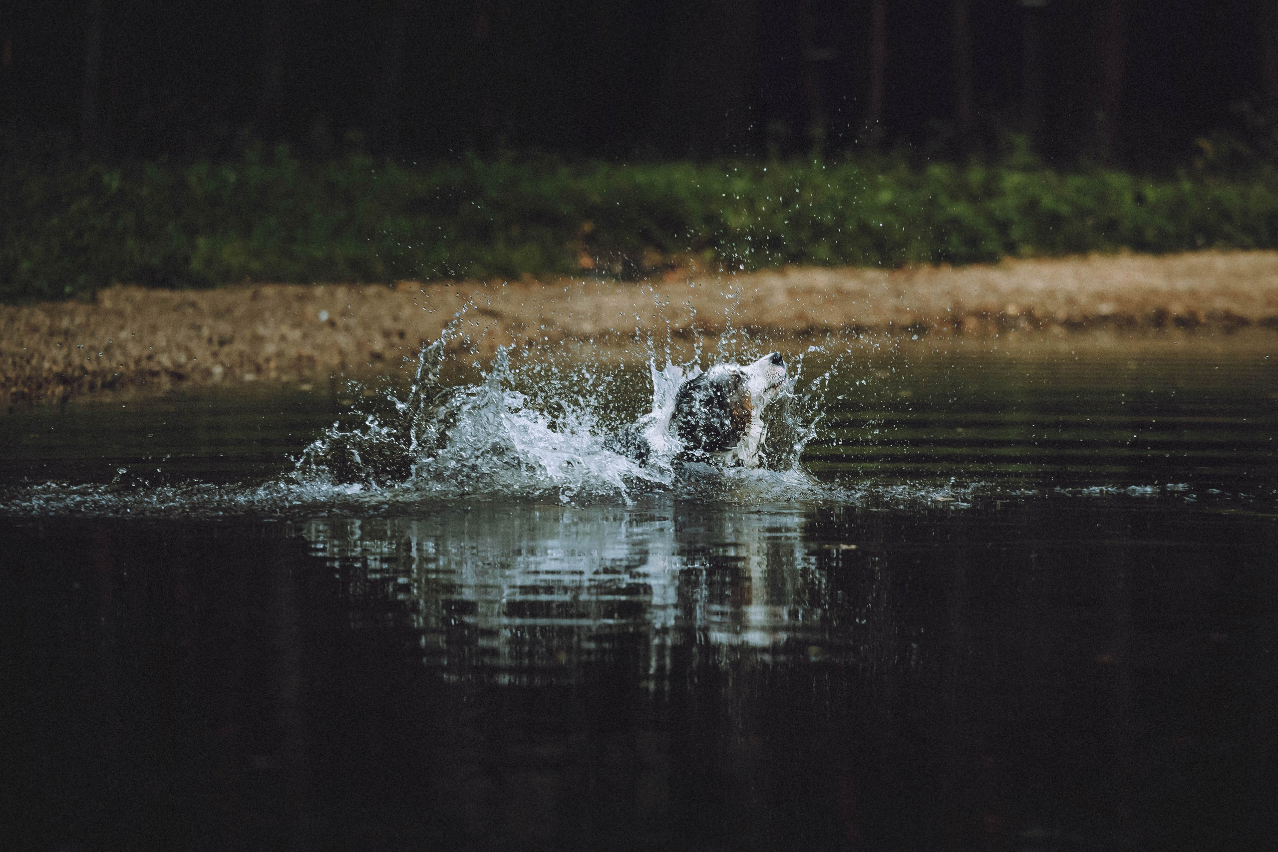 Лена, Принц и Фенек