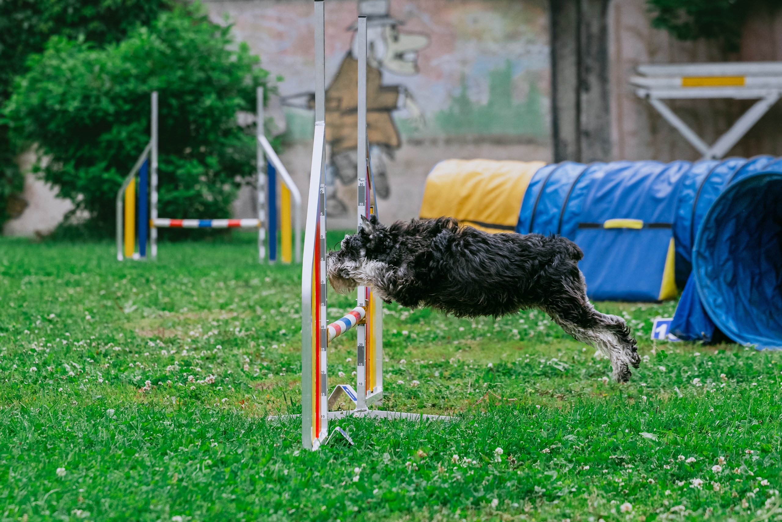 Соревнования по аджилити Долгопрудный 30.06.2025. Фотограф-анималист Татьяна Степанова