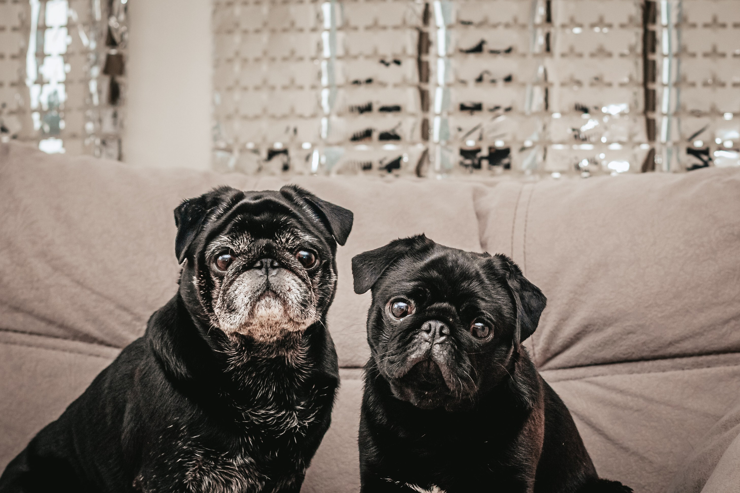 Оля, Харви, Луис. Фотограф-анималист Татьяна Степанова