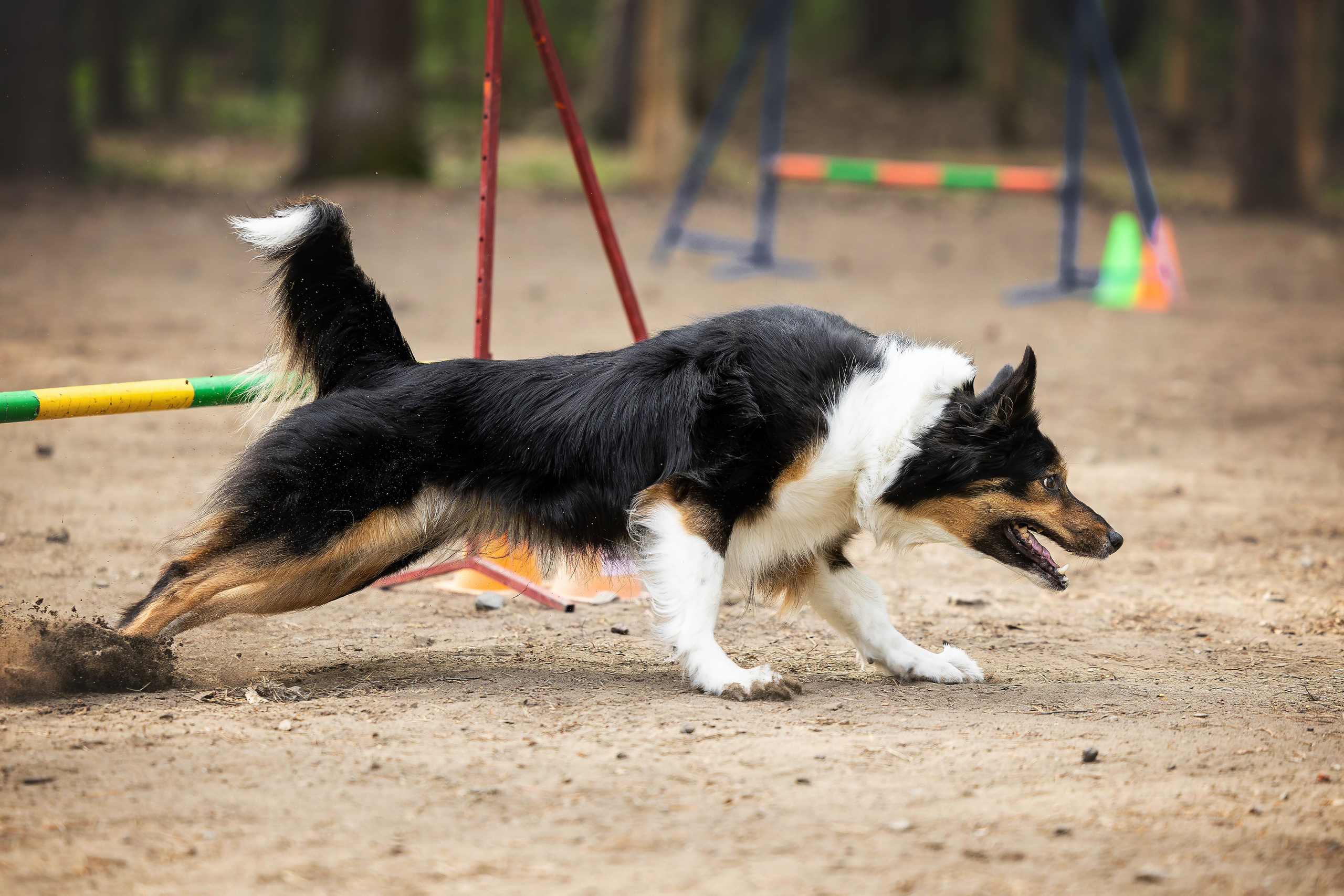 Тренировка аджилити. Фотограф Анималист в Перми Анастасия Остерман