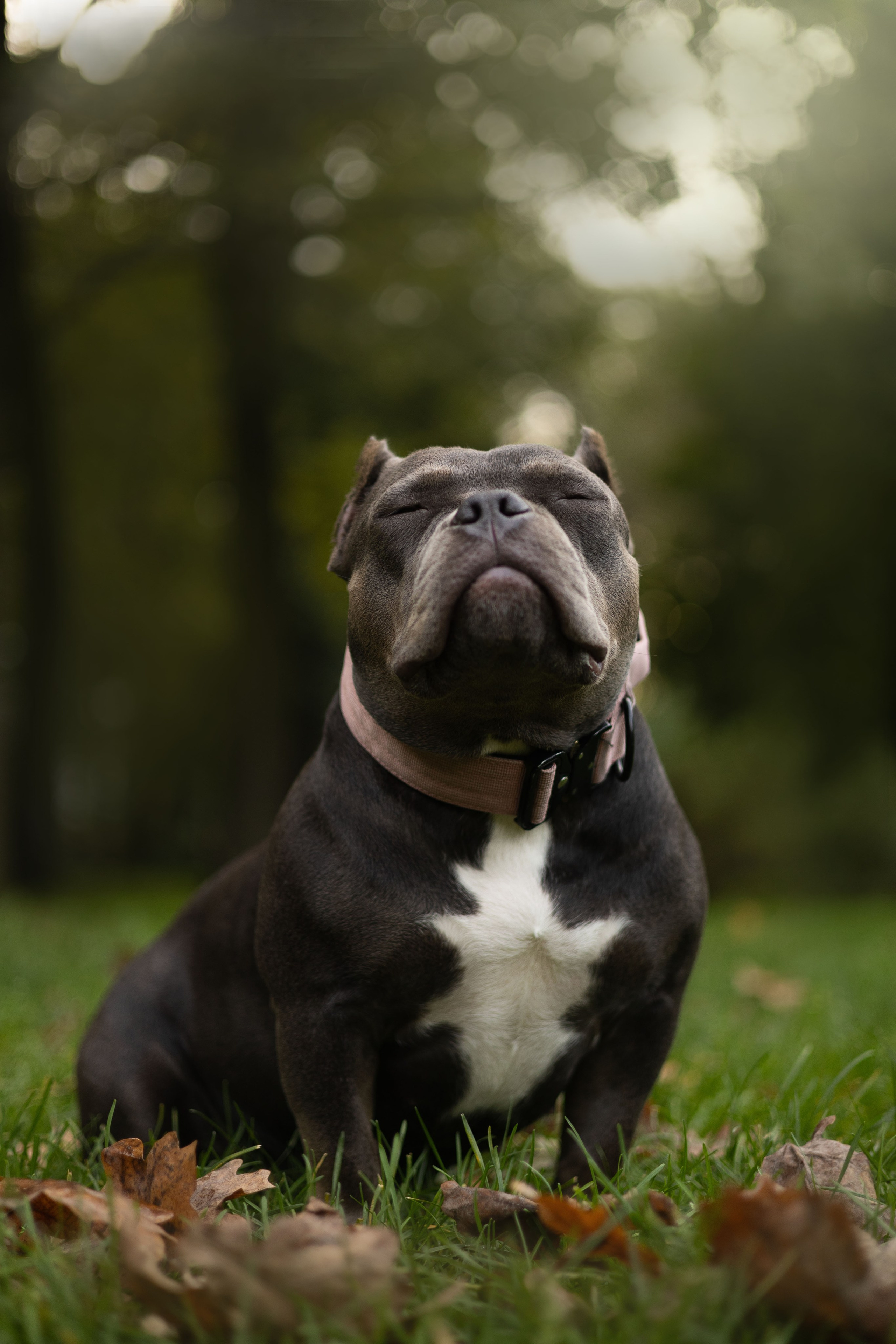 Саша, Руслан и Луна. Фотограф животных Евгения Верцинская