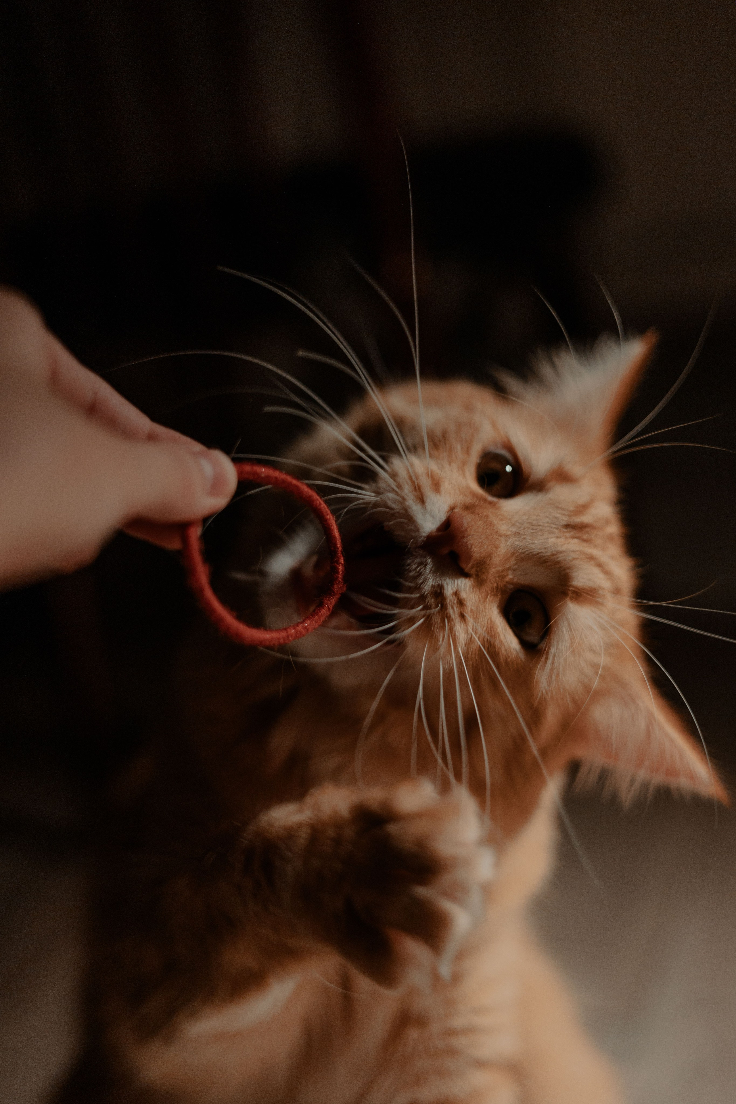 Рыжий Маффин, Алёна и Антон. Фотограф Анималист Екатерина Справцева в Нижнем Новгороде