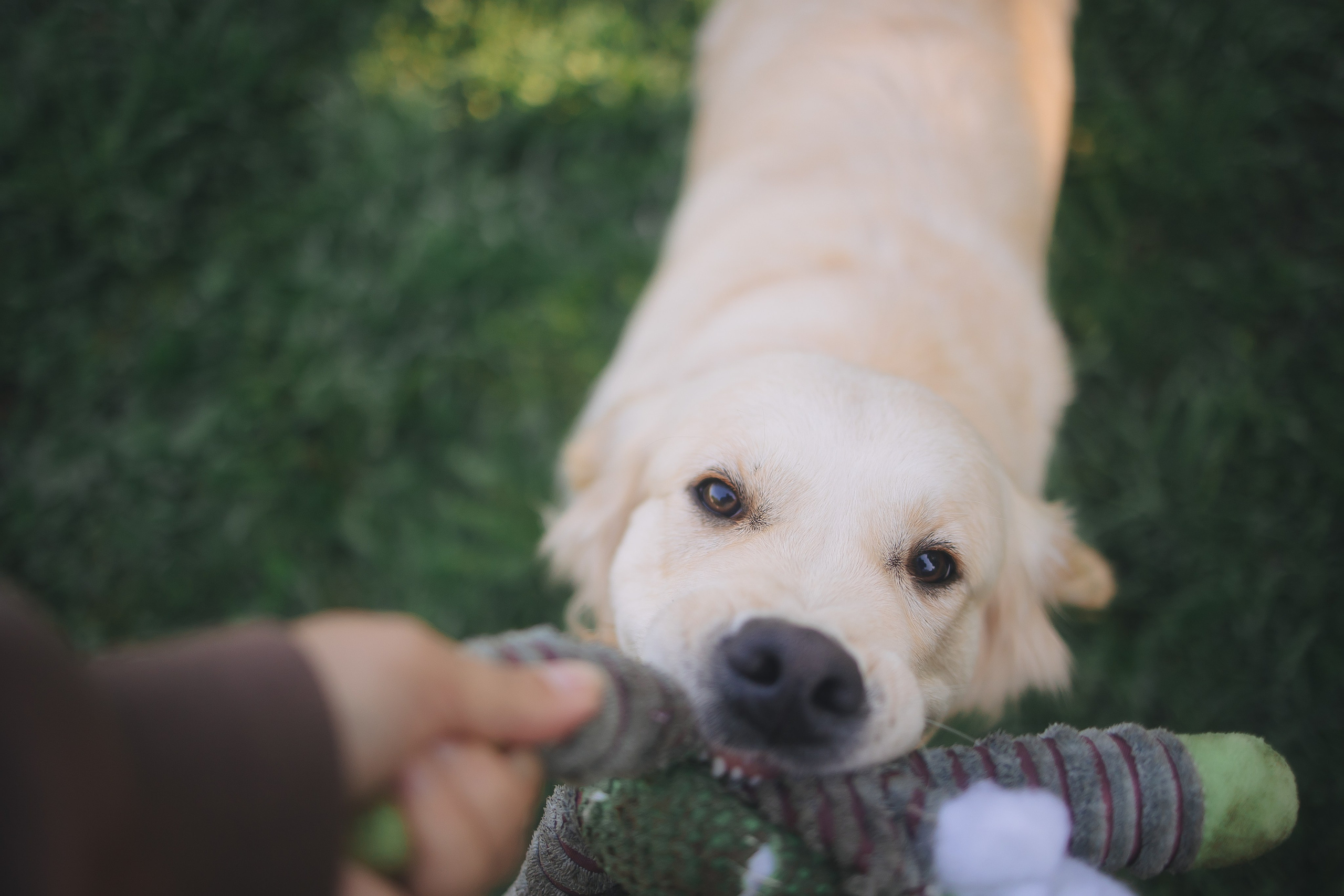 Золотистый ретривер Мона, Питер. Свадебный и женский фотограф