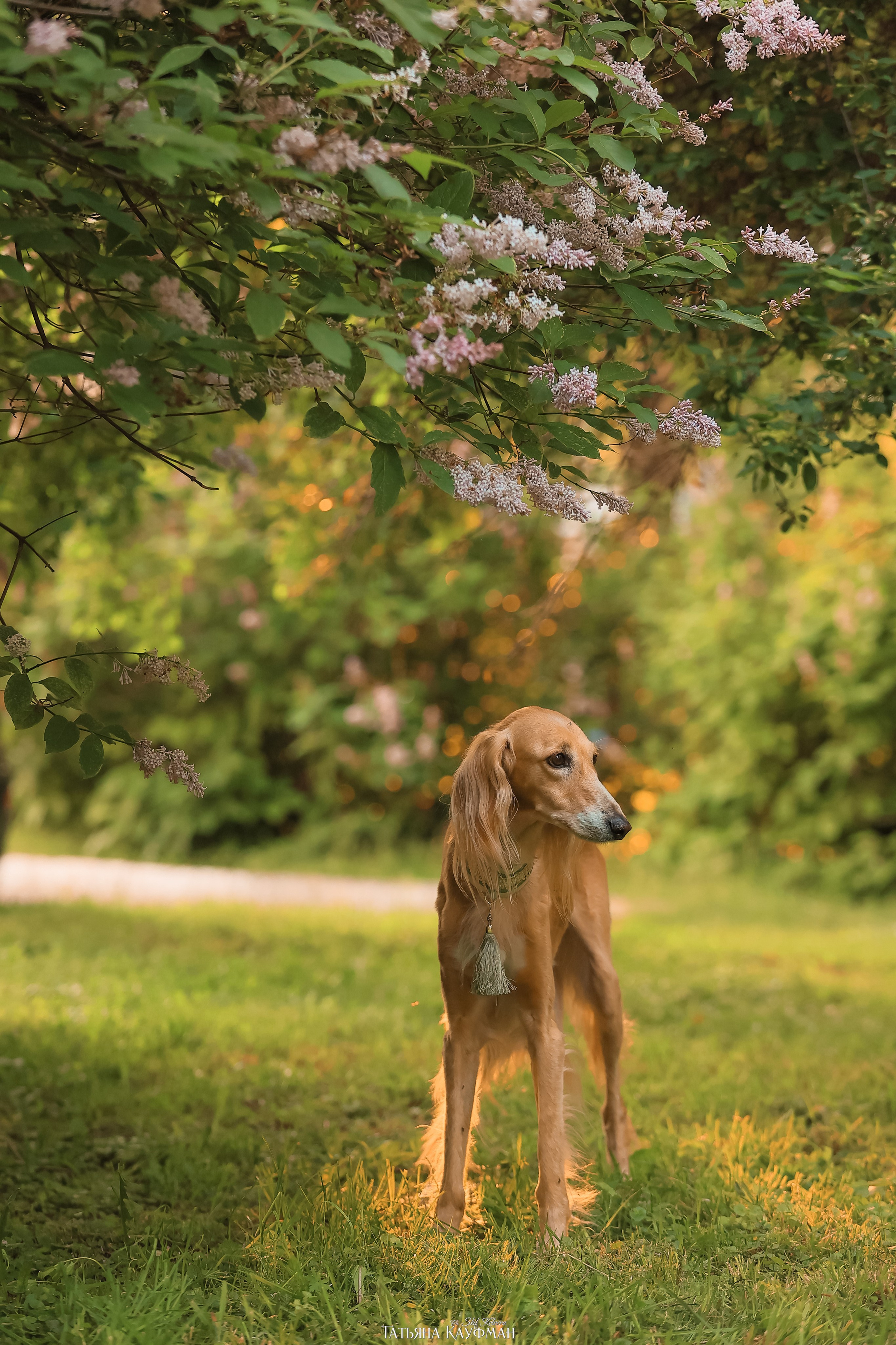 Салюки, фотография салюки, собака в цветах, красивая собака, фотограф анималист, фотокурс Анималистика, научиться фотографировать собак