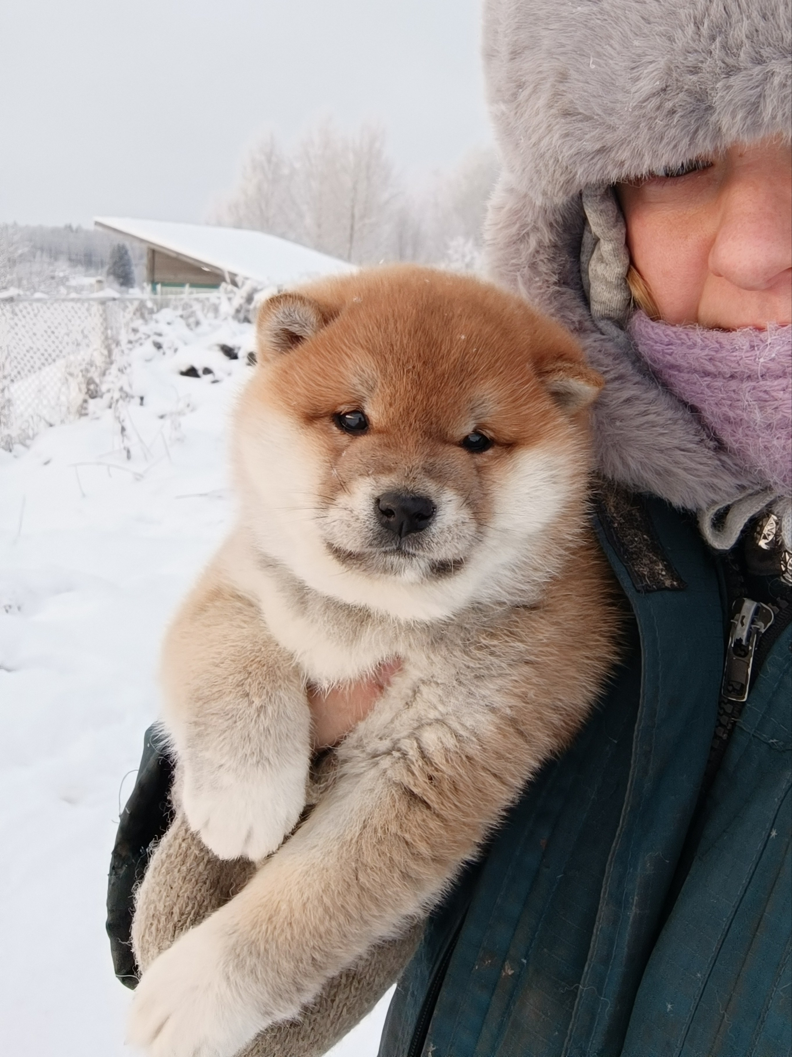 сиба питомник Рубилайт щенки на продажу rubylight  сиба щенки купить СПб Санкт-Петербург 