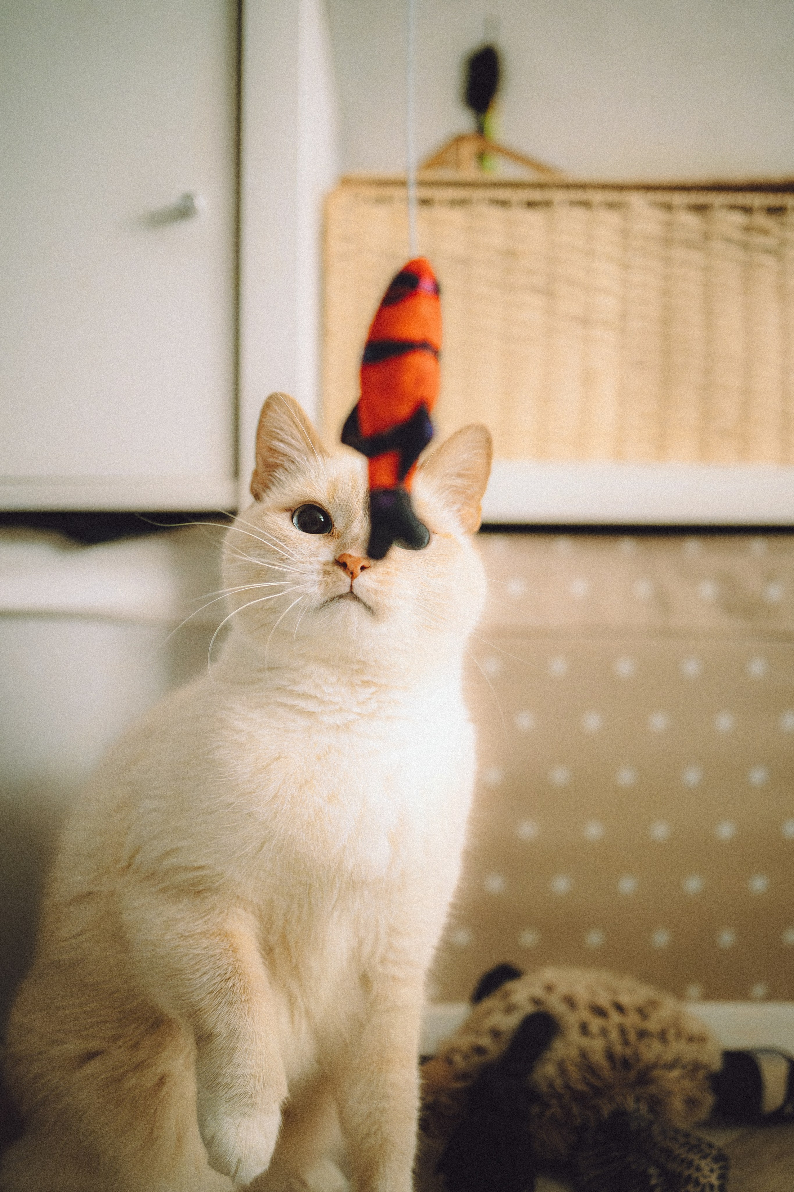 Топик и его семья