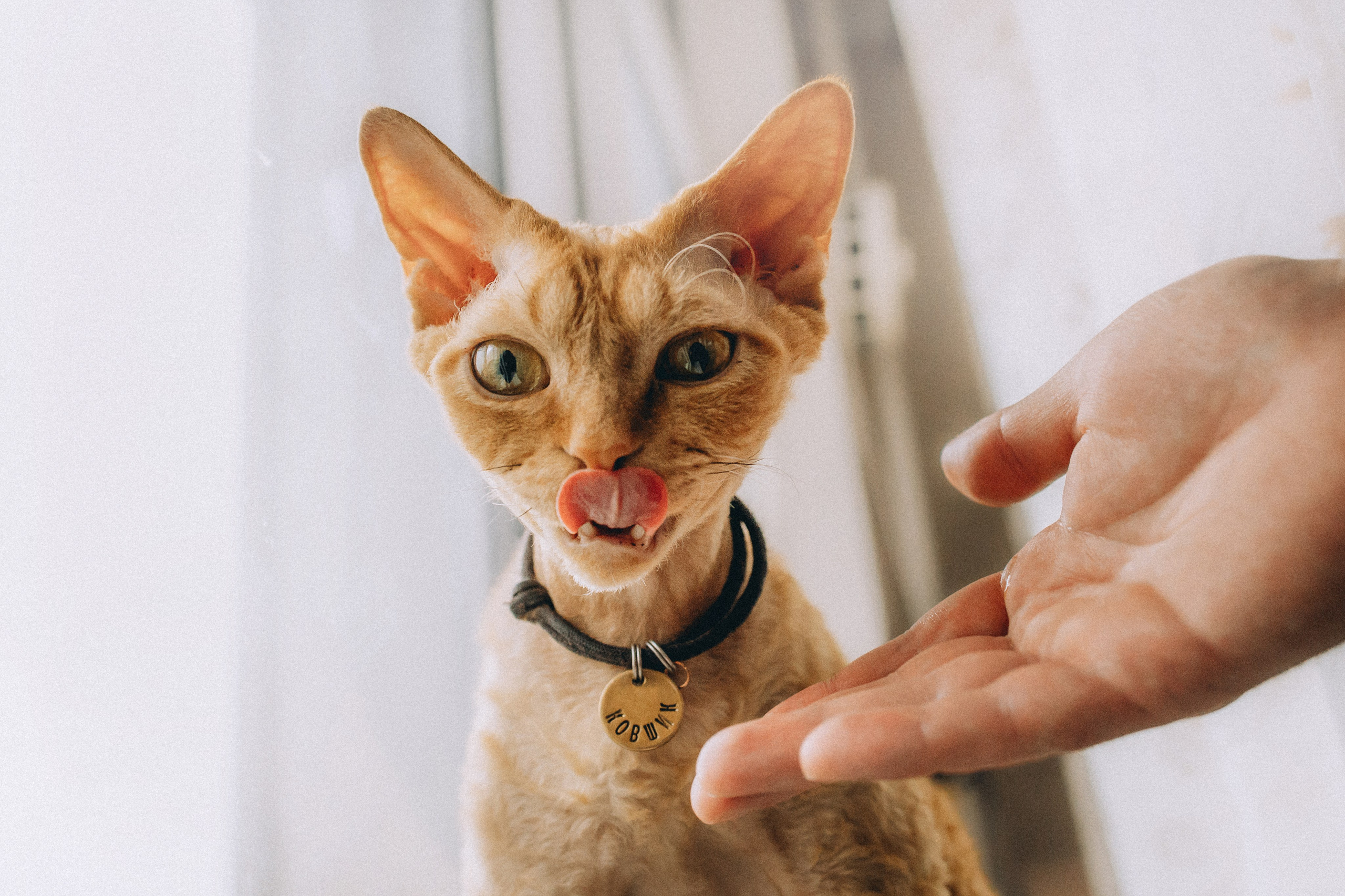 Гречка, Ковш и их семья