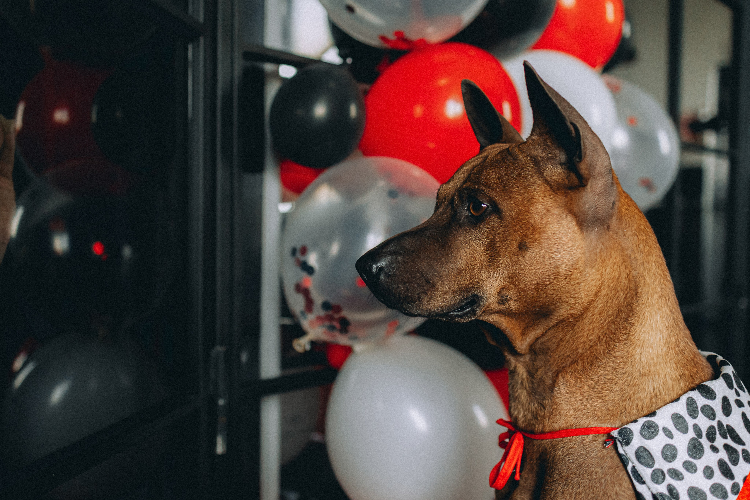 Оксана и Зевс