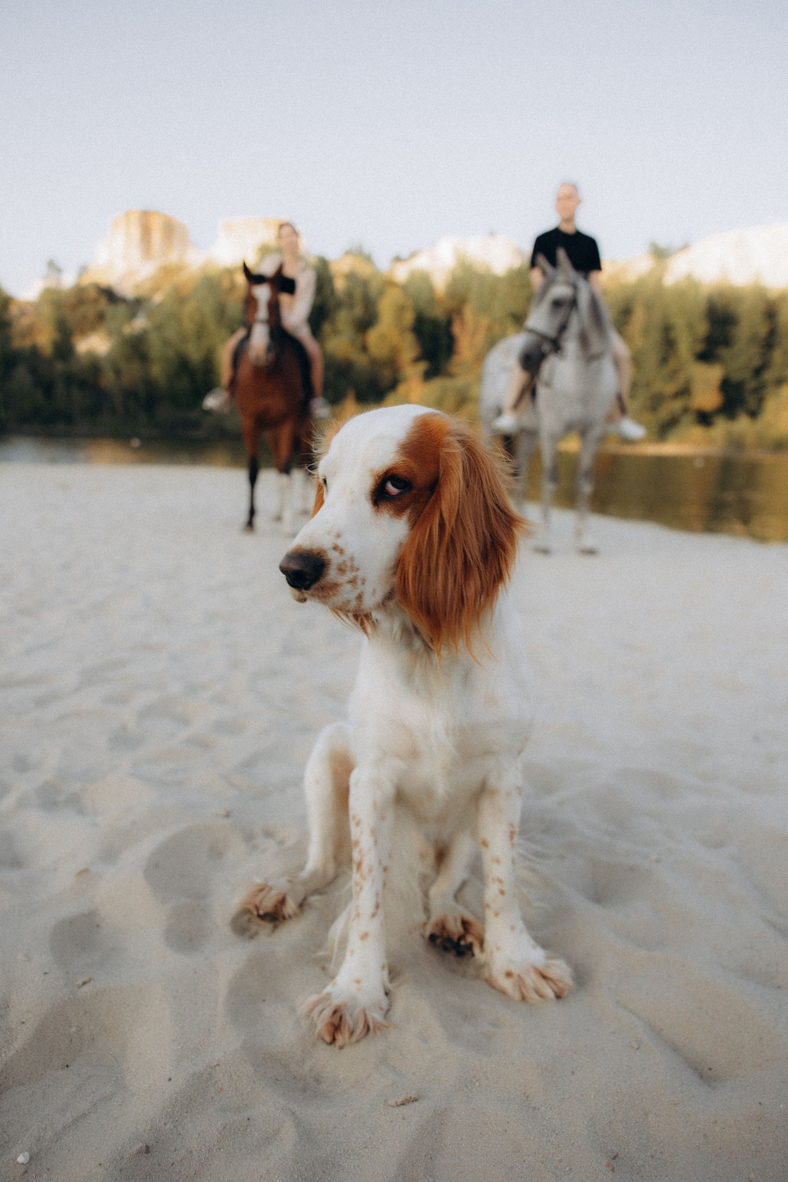 Анастасия и Алексей. Алена Бадамшина — свадебный фотограф Воронеж / Москва