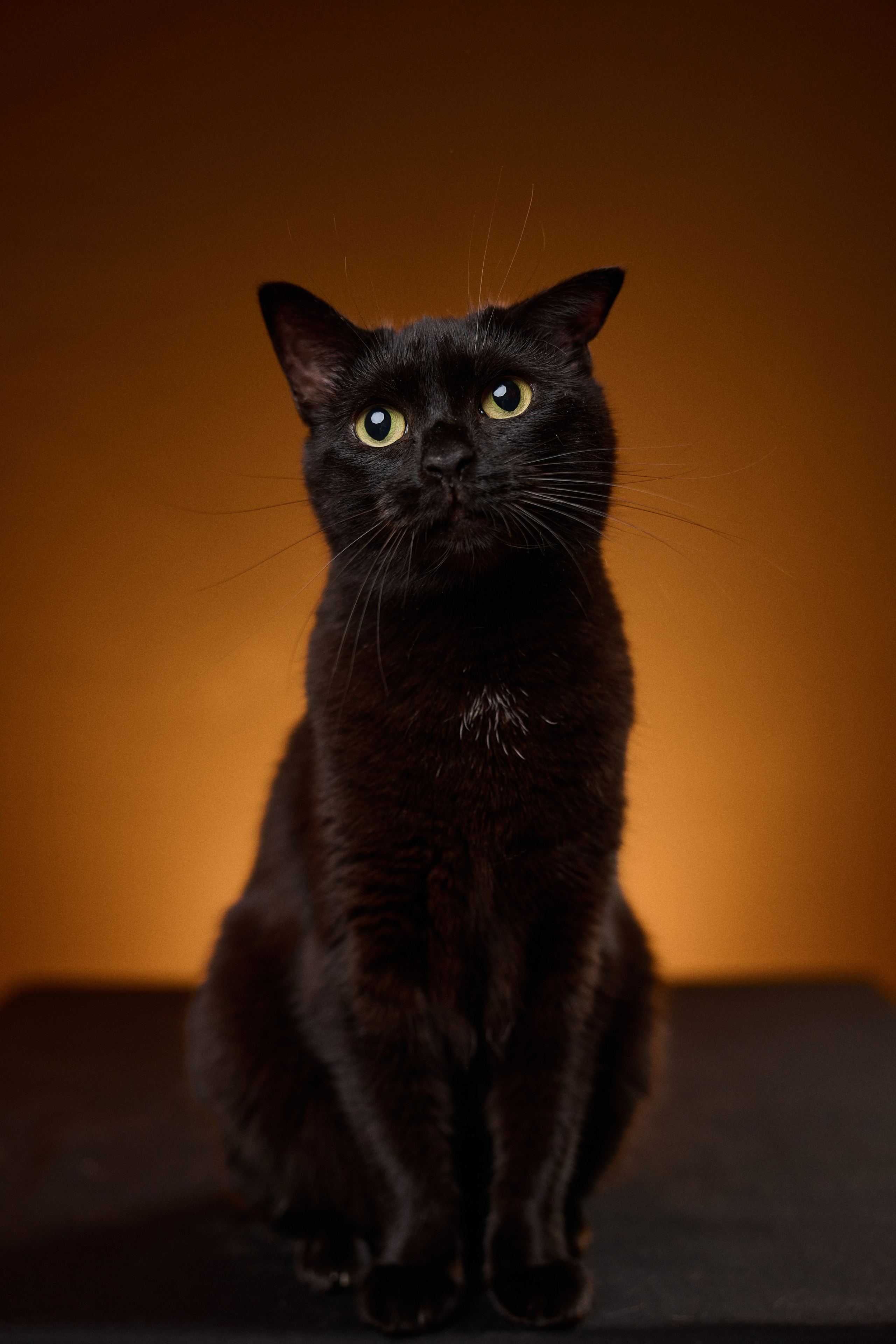 Идеи фотосессии с кошкой в студии и дома — фотограф животных СПб