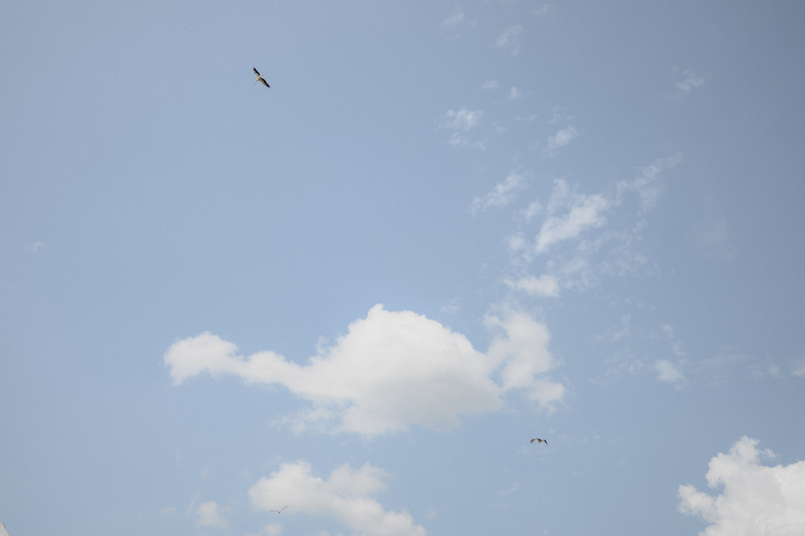 Эльшад и Настя. Свадебный фотограф Минск