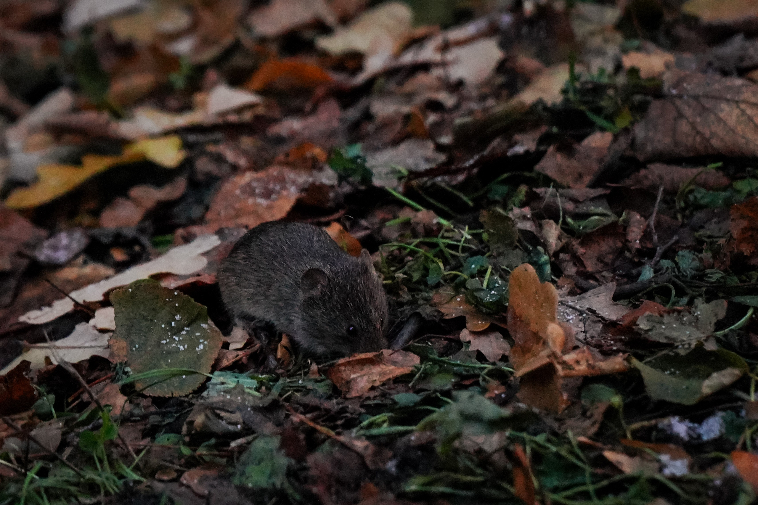 Разное. Фотограф в Санкт-Петербурге Виктория Барышникова
