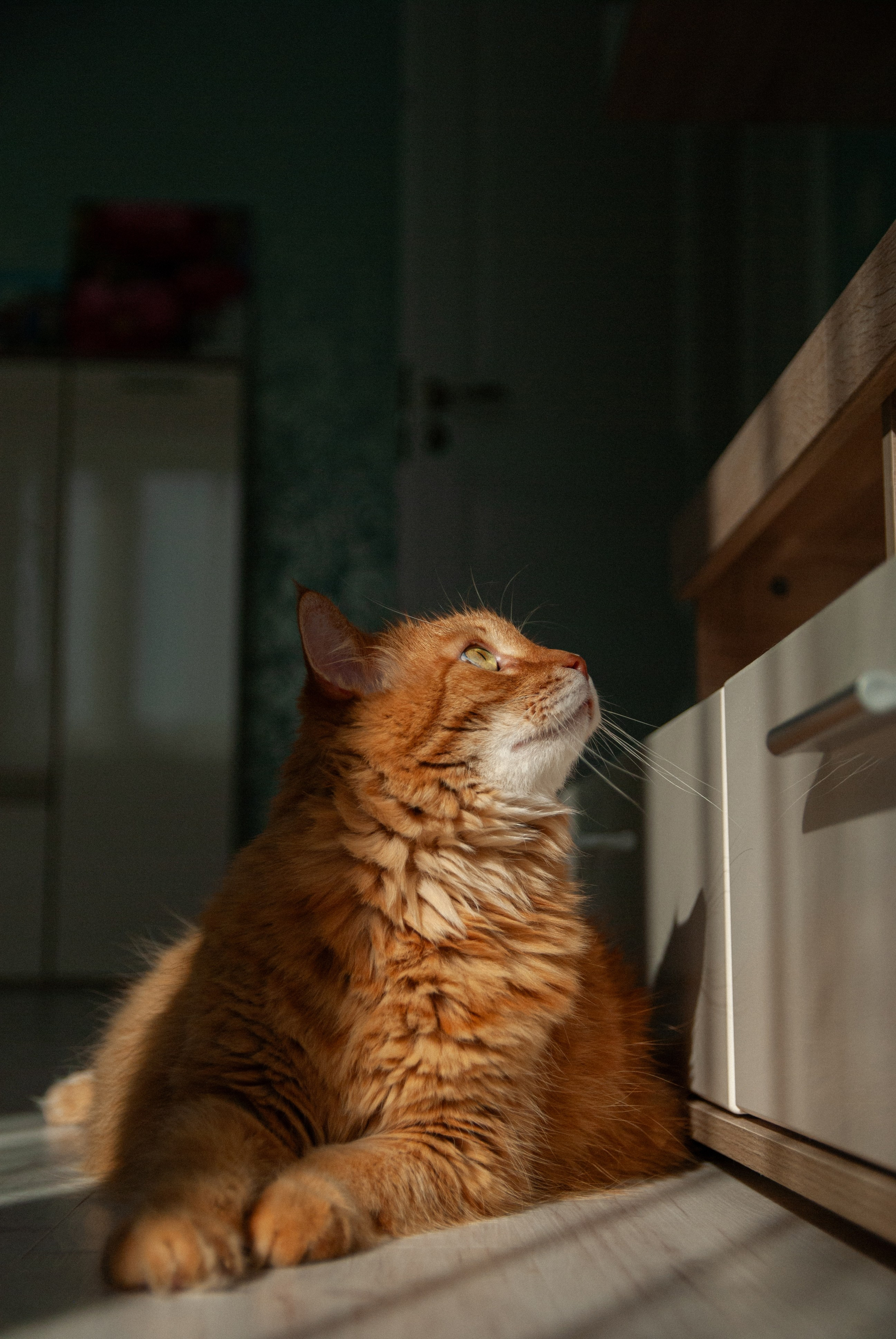 Зоопарк в моём багаже. Кошенкова Мария: портретный и репортажный фотограф. Санкт-Петербург