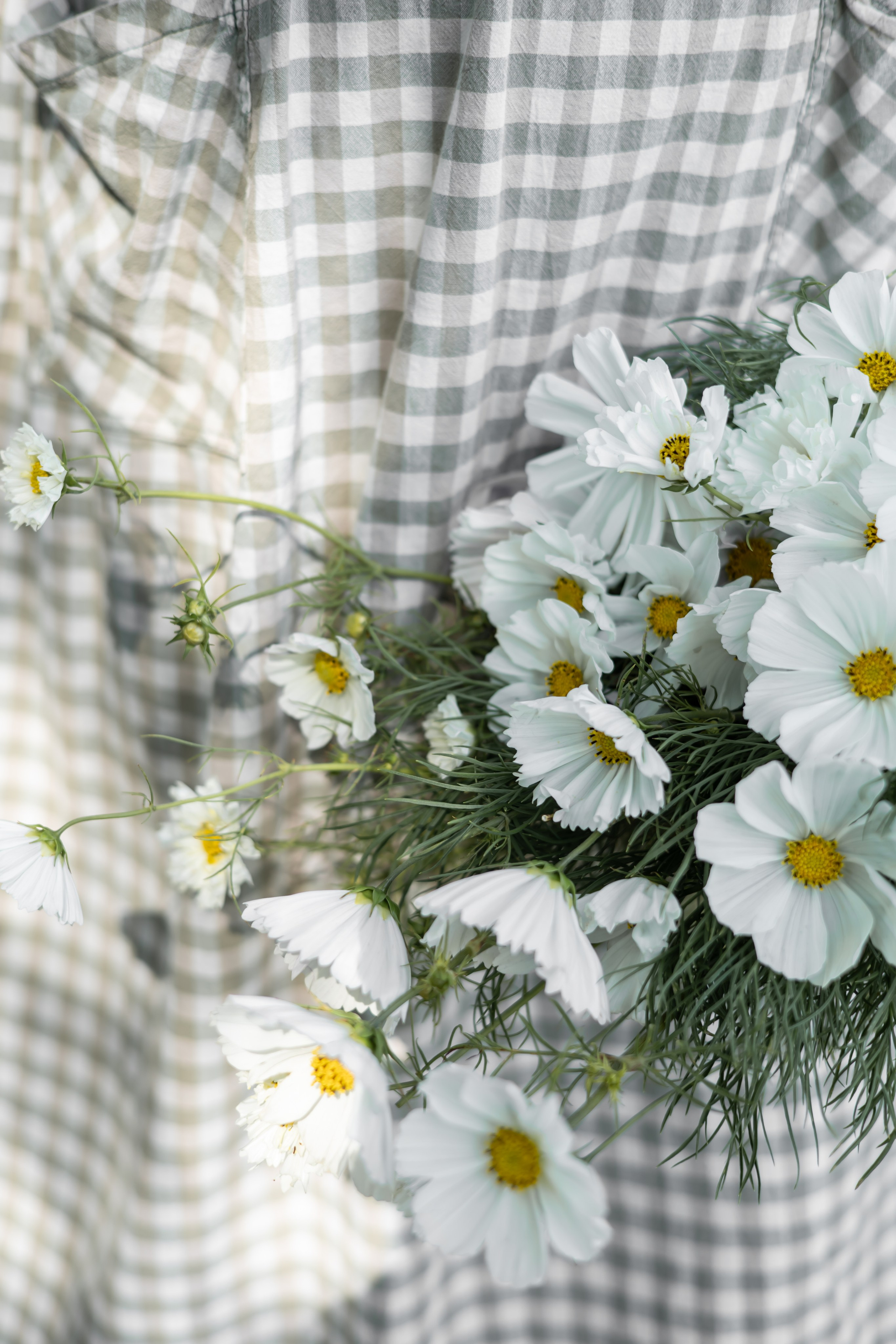 ДИНИЯ. Фотограф Элла Ефимова