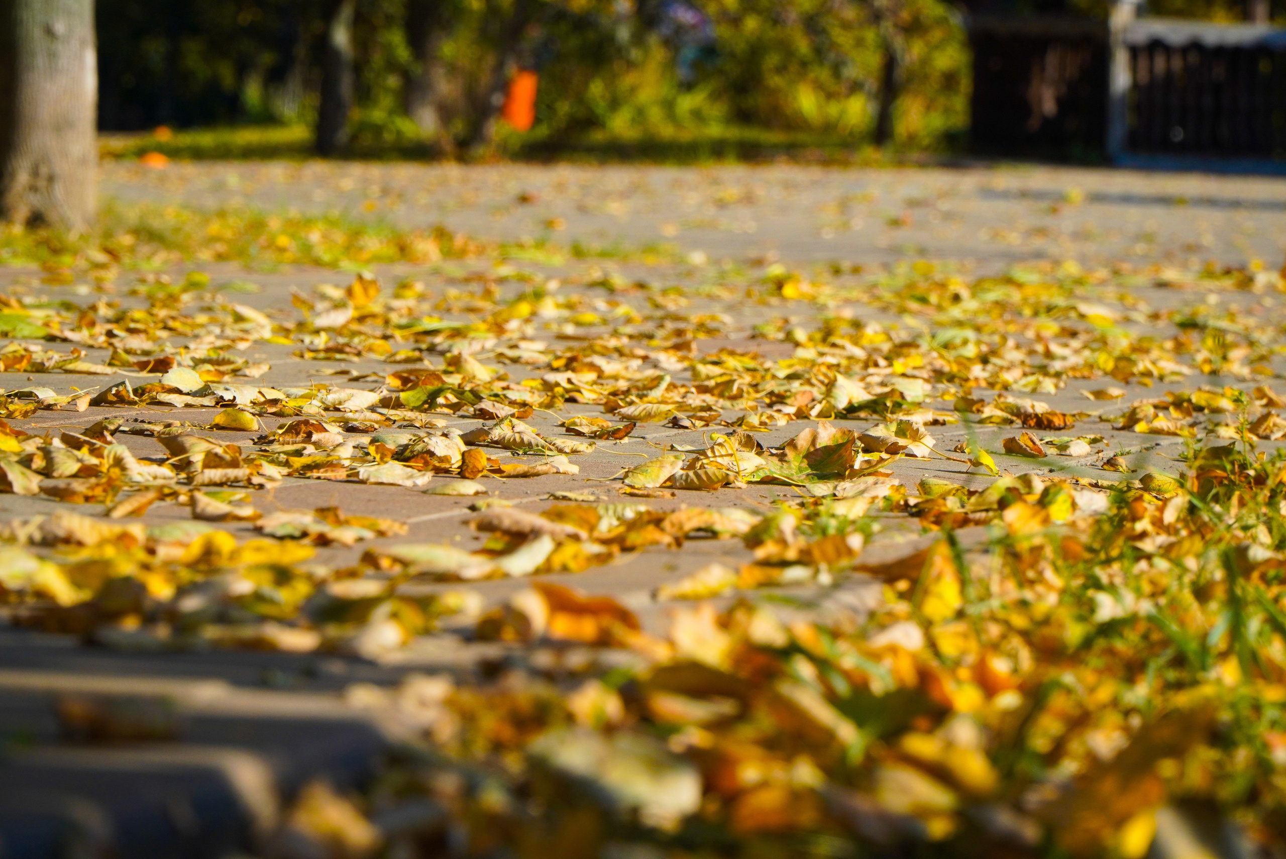 21 сентября 2024. Роман Капилюшов. Бег. Фото. Видео. г. Люберцы