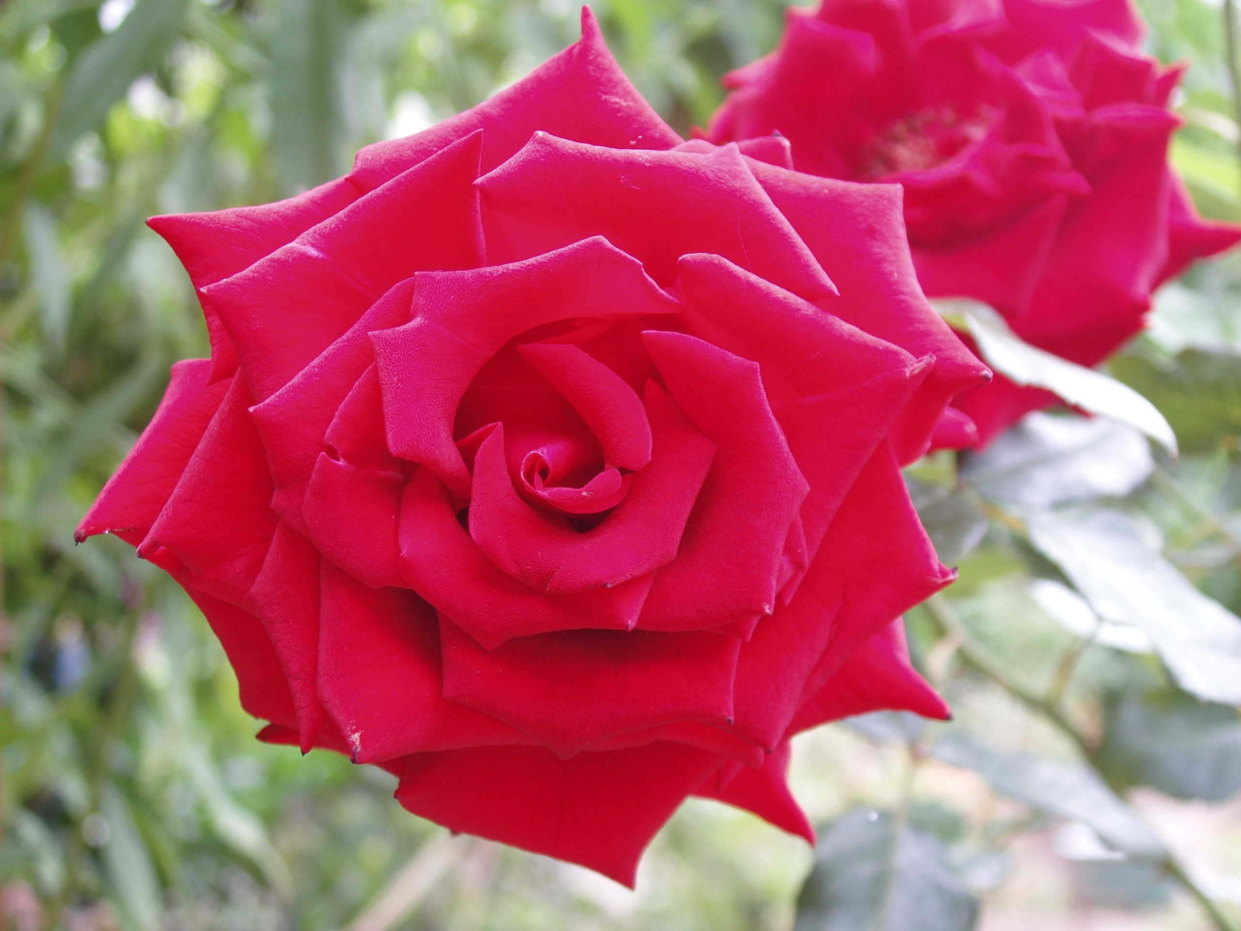 Отпуск 20.07-17.08. Семейный, Свадебный фотограф СПБ Питер— Романова Екатерина